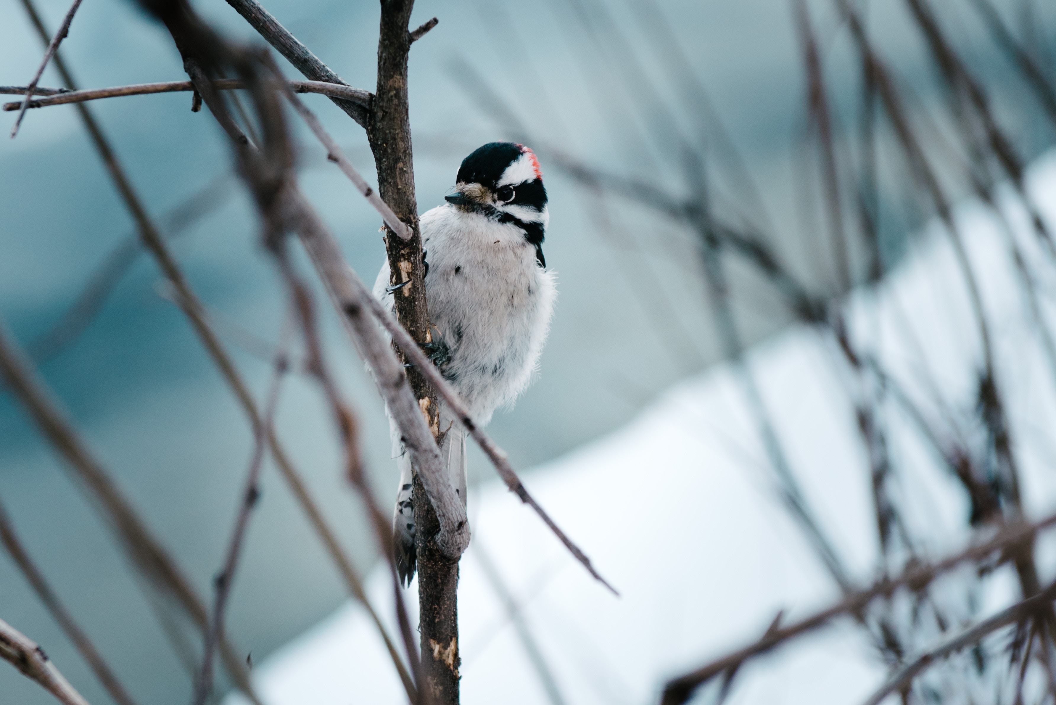 Downy woodpecker perched on a branch in winter HD Wallpaper
