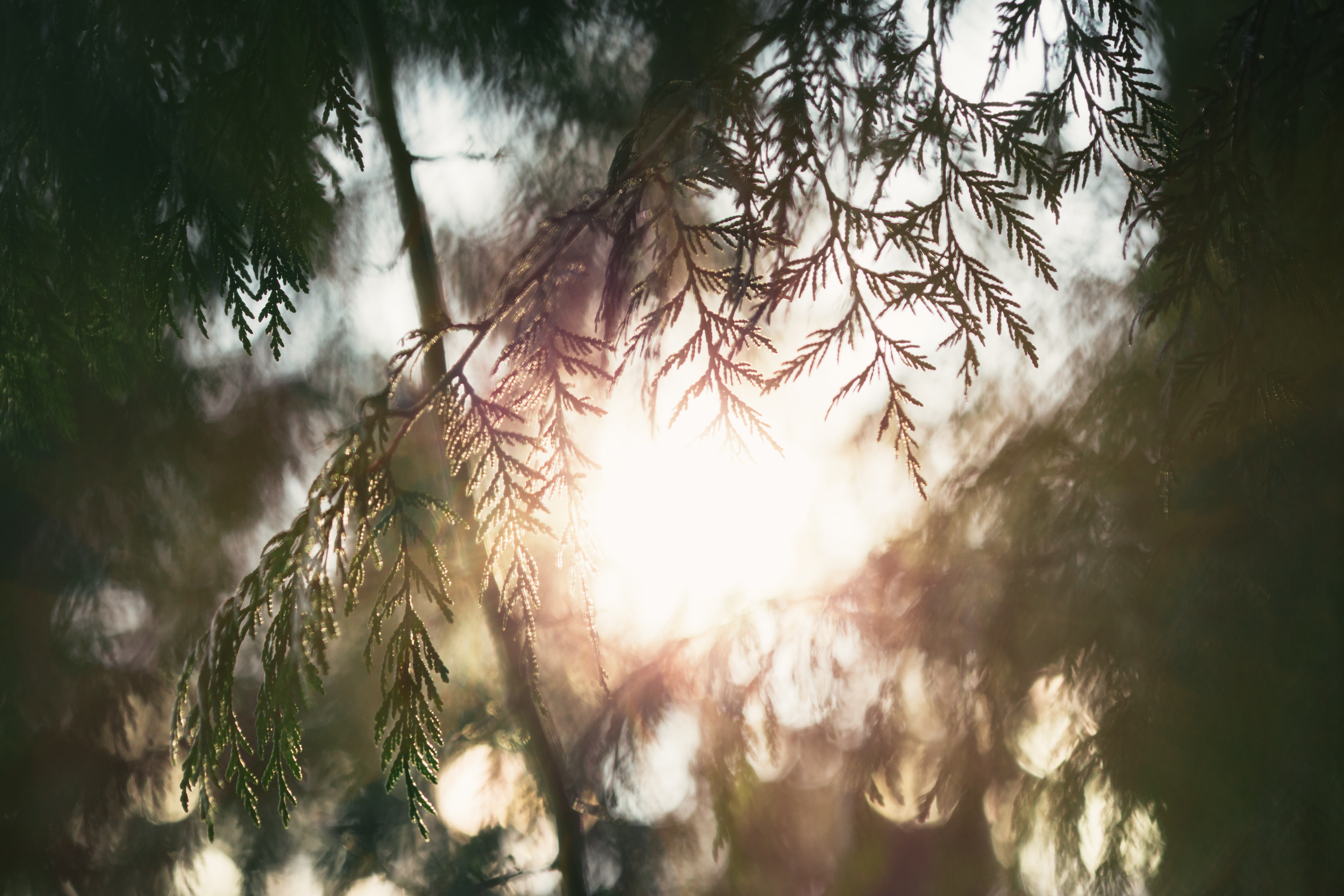 Sunlight filtering through cedar branches HD Wallpaper