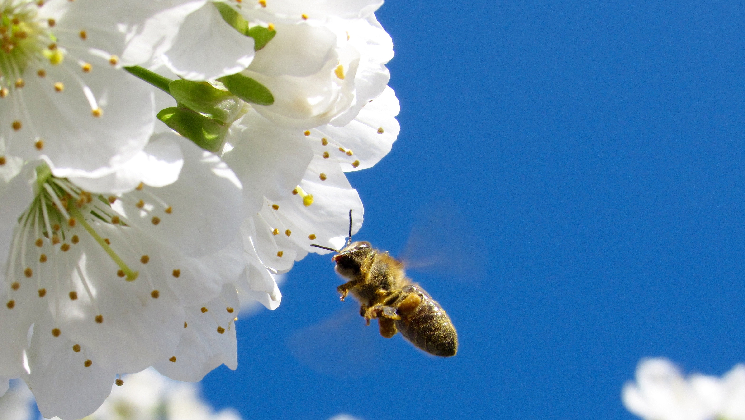 Bee collecting pollen from white blossoms against blue sky HD Wallpaper