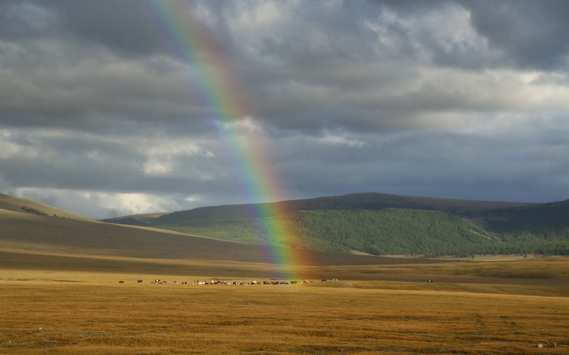 Rainbow over a vast grassland with a herd of animals HD Wallpaper