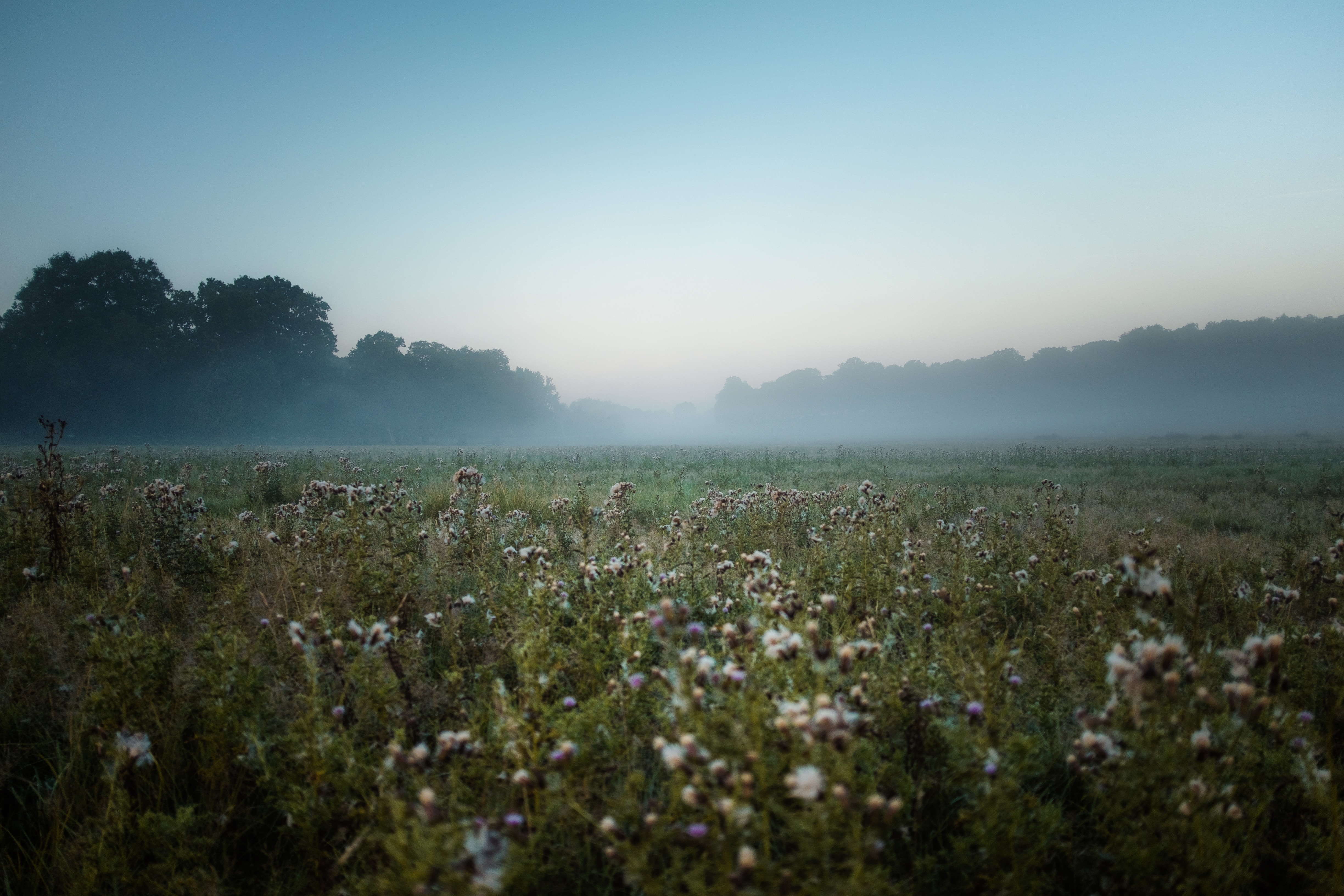 Misty meadow with thistles at dawn HD Wallpaper
