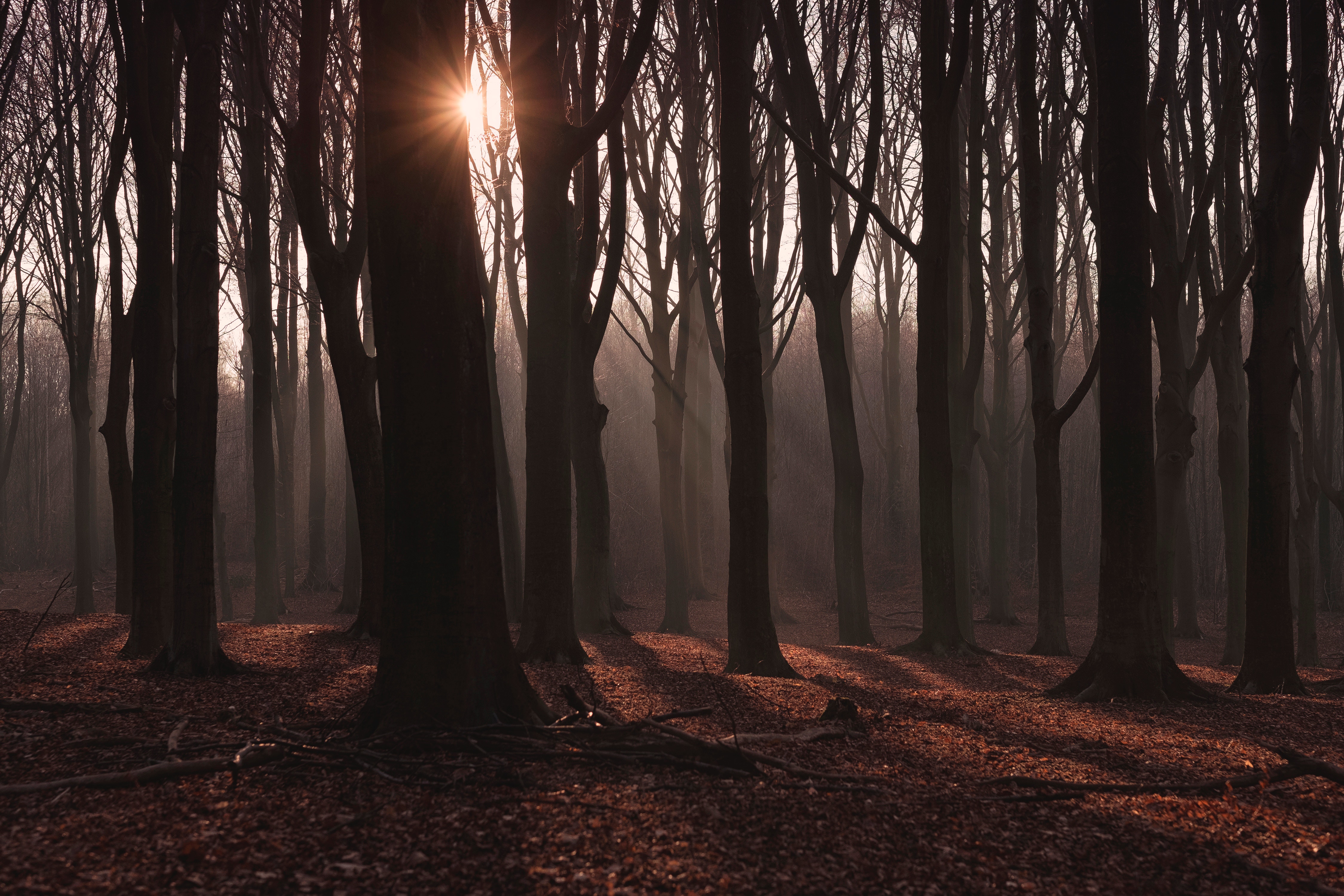 Sunlight filtering through a misty forest in autumn HD Wallpaper