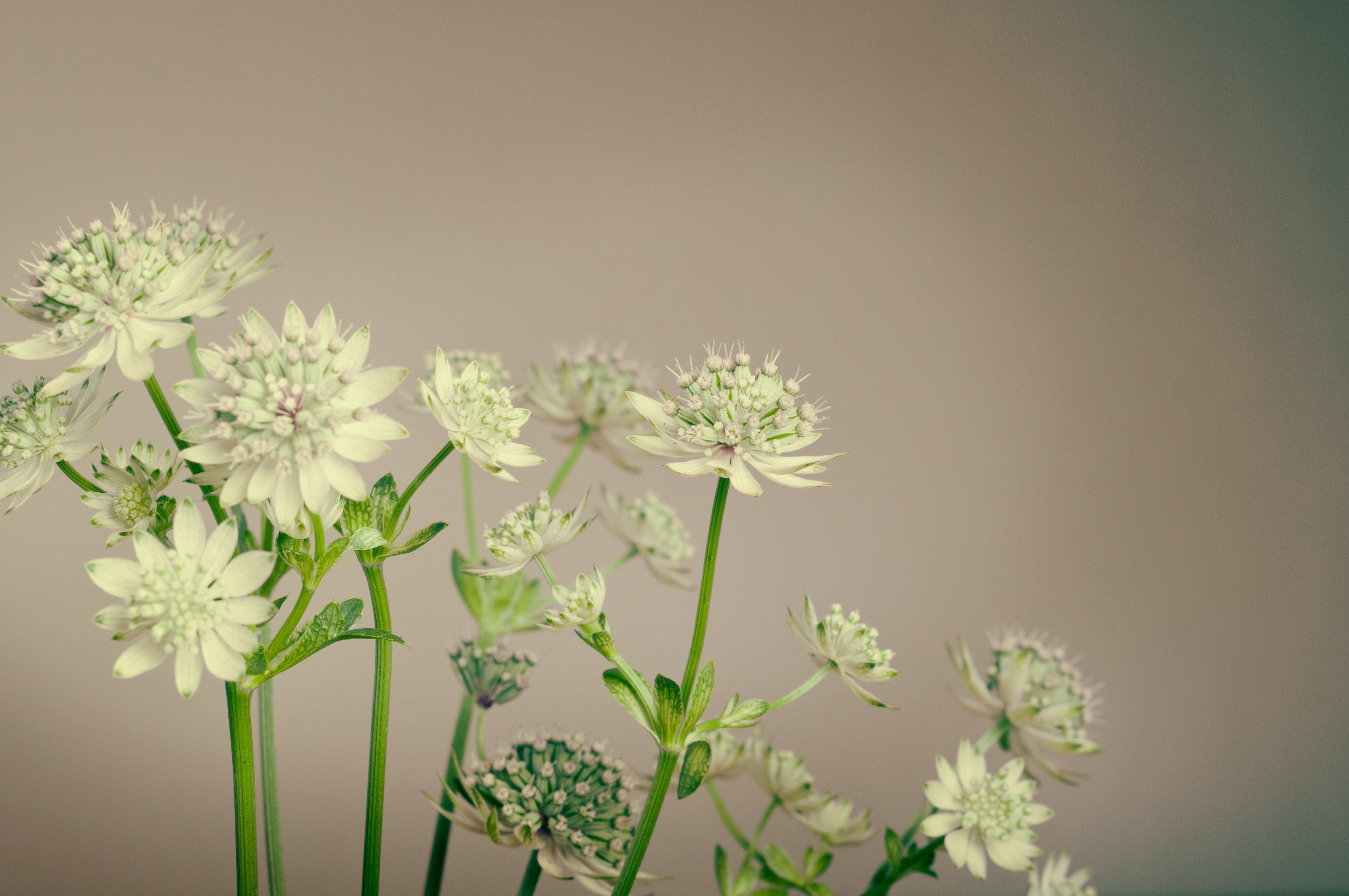 White Astrantia Flowers with Green Stems HD Wallpaper