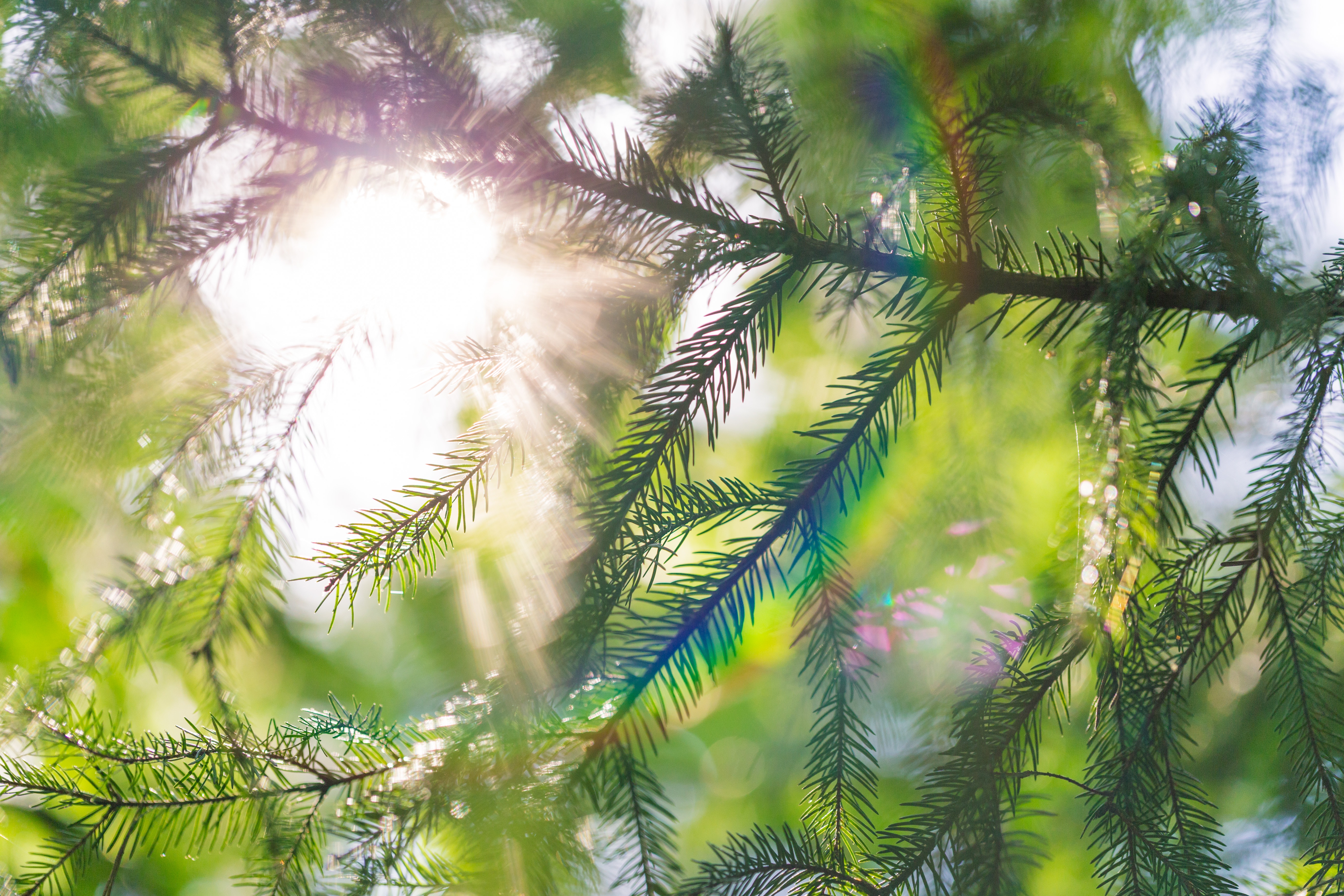 Sunlight shining through spruce branches in a forest HD Wallpaper