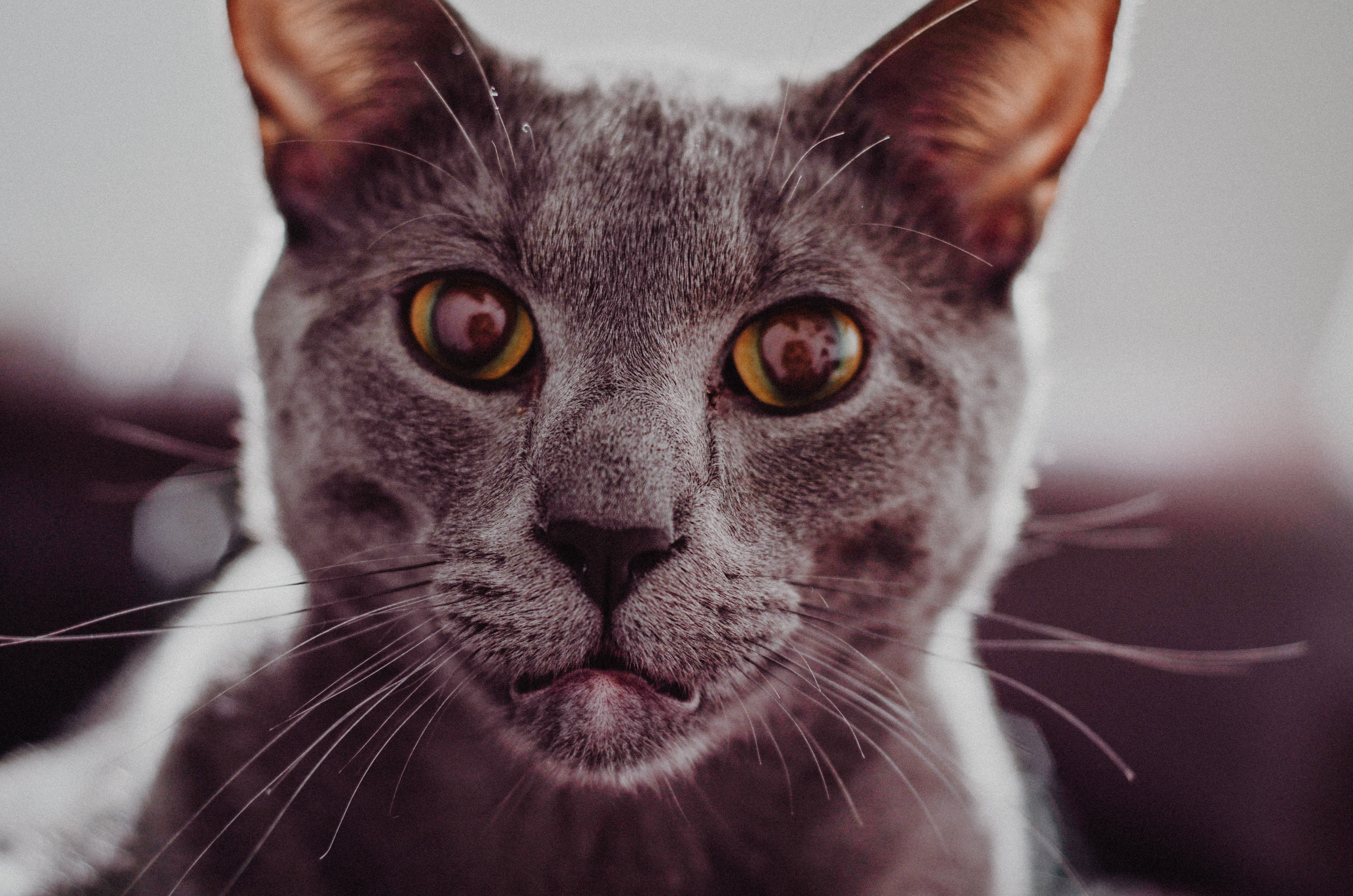 Close-up of a domestic cat's face HD Wallpaper