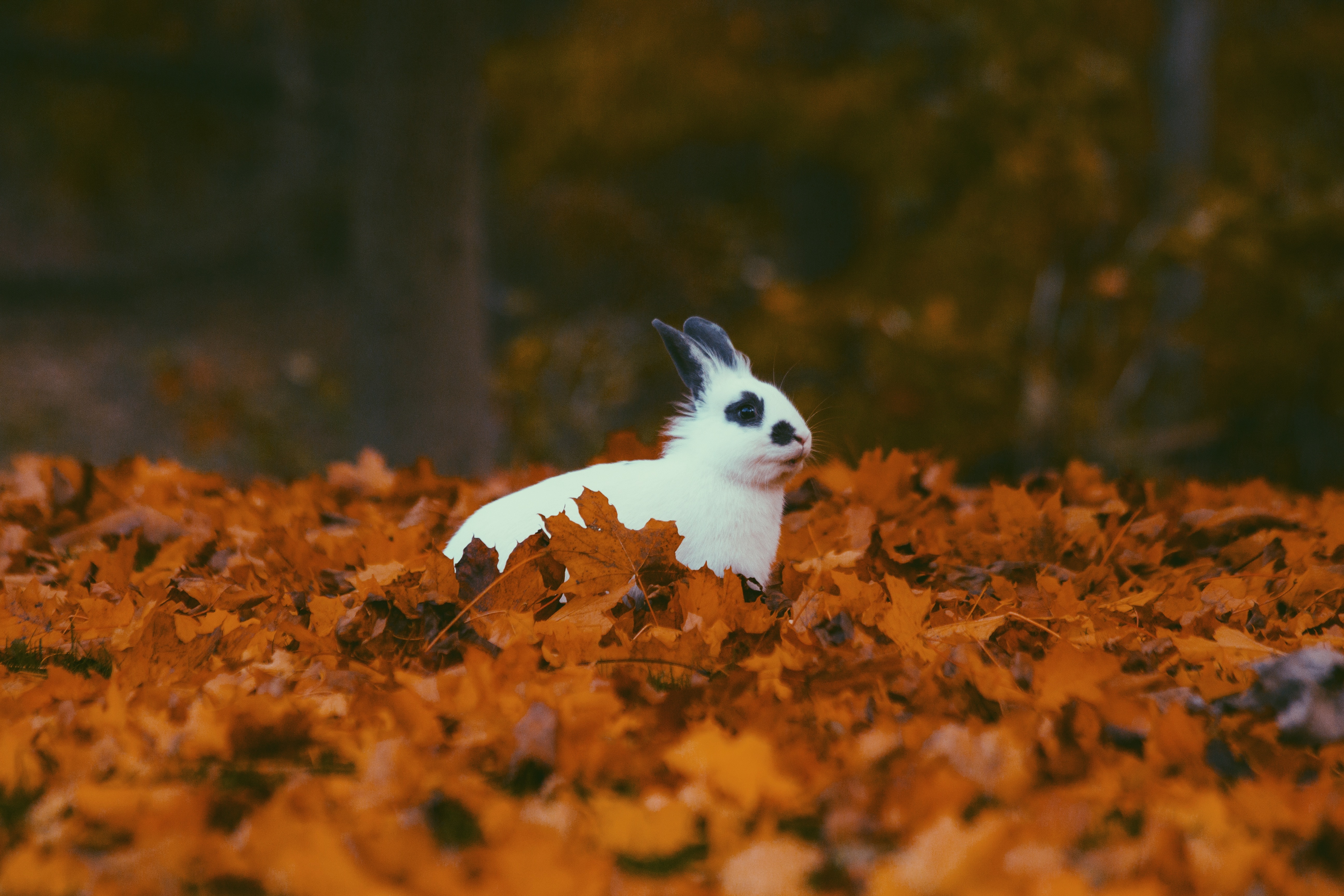 White bunny with black markings in autumn leaves HD Wallpaper