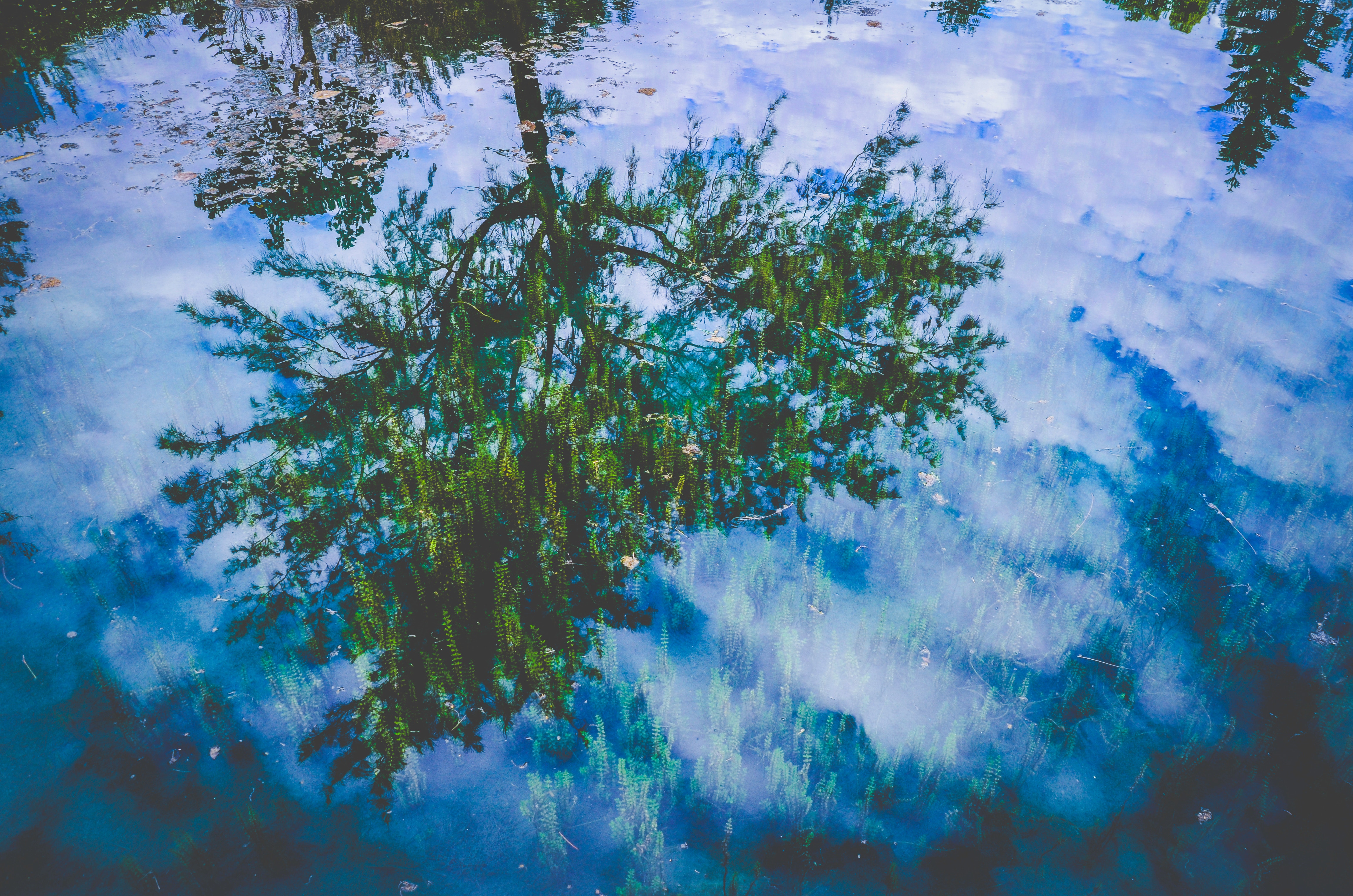 Reflection of a tree and clouds in blue water HD Wallpaper