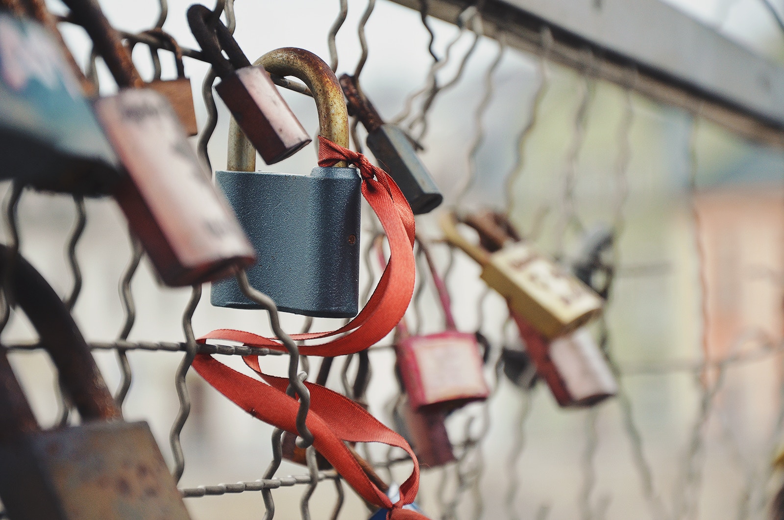 Love locks on a fence with red ribbons HD Wallpaper