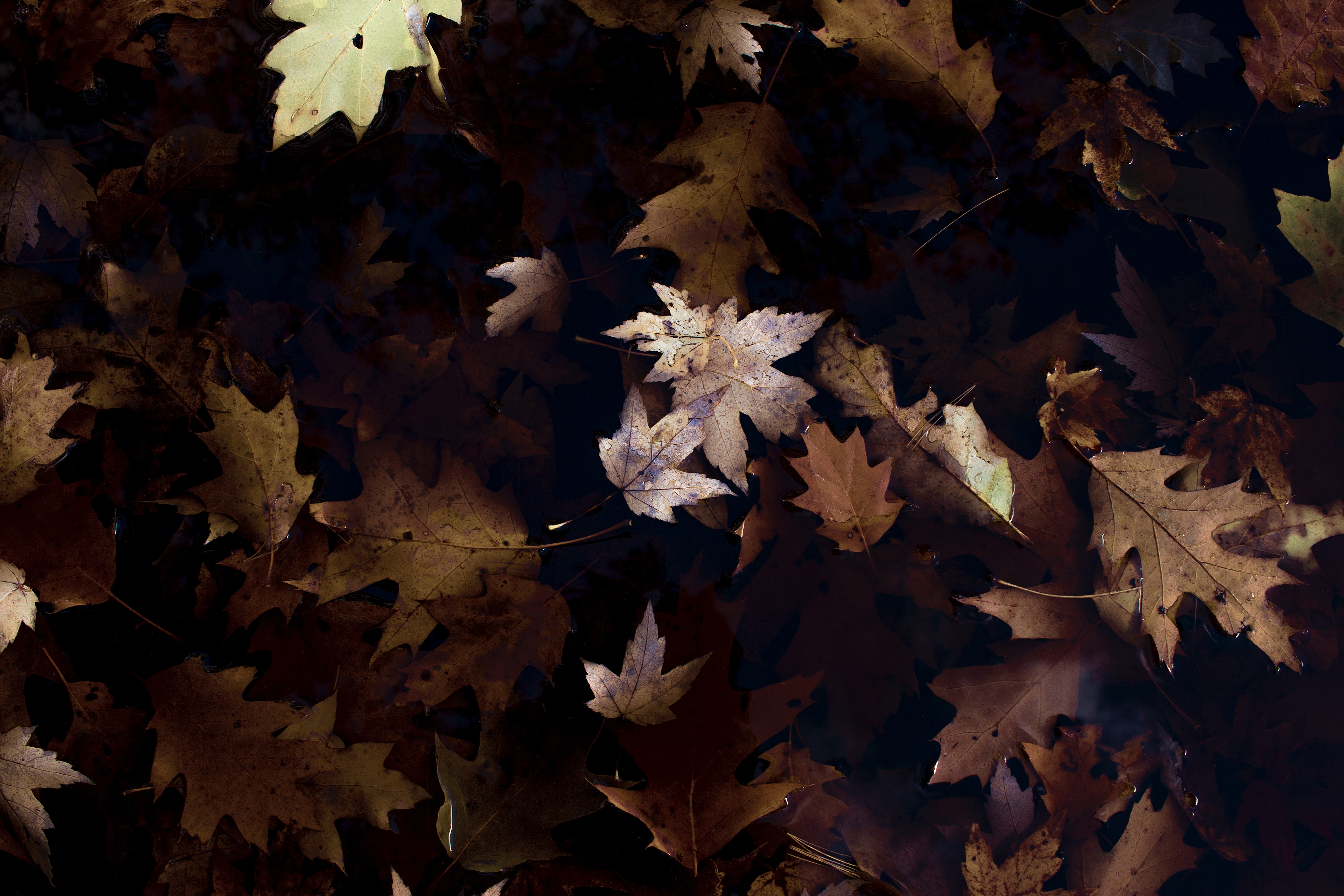 Brown and yellow maple and oak leaves on dark water HD Wallpaper