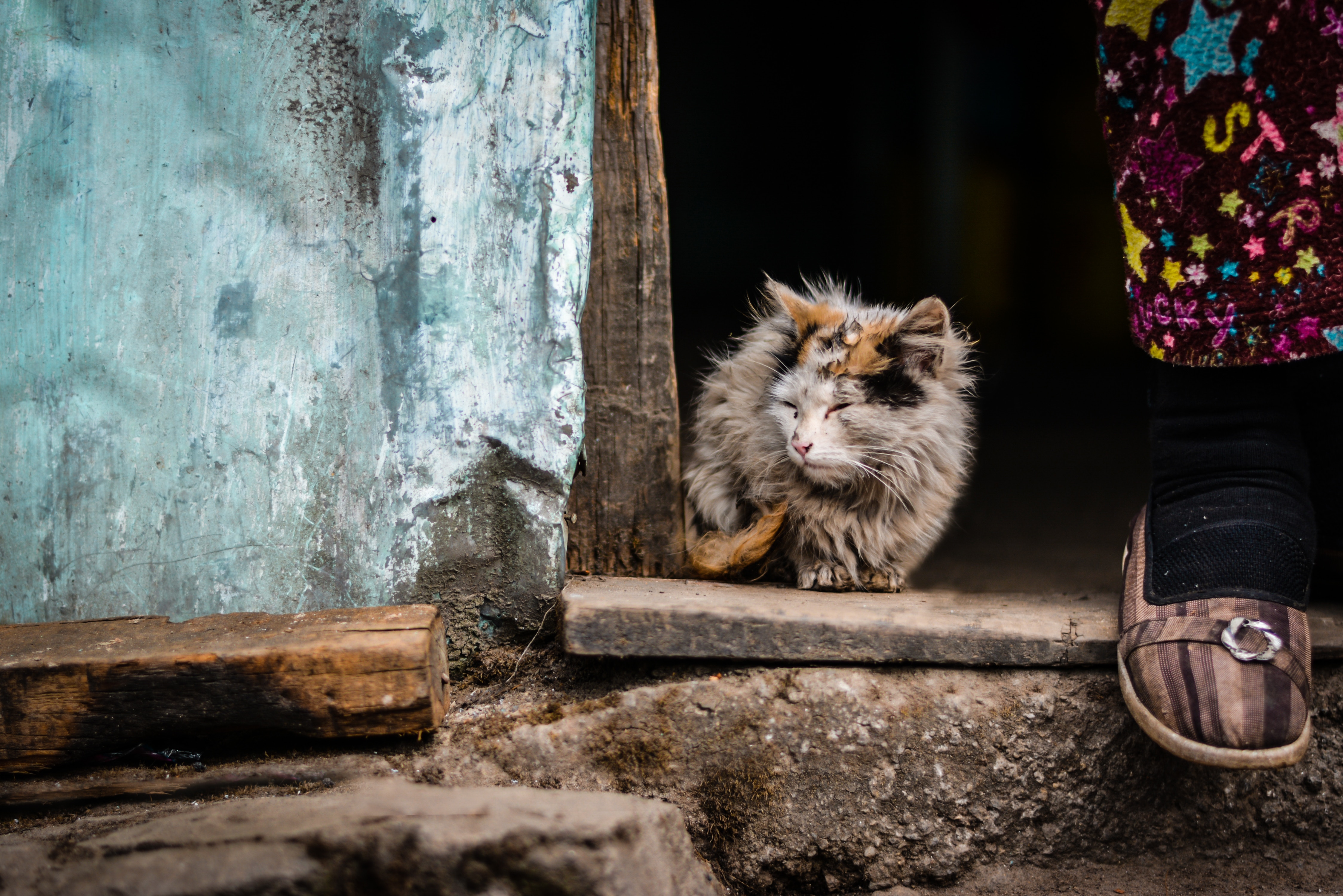Tricolor cat sleeping by a doorway HD Wallpaper