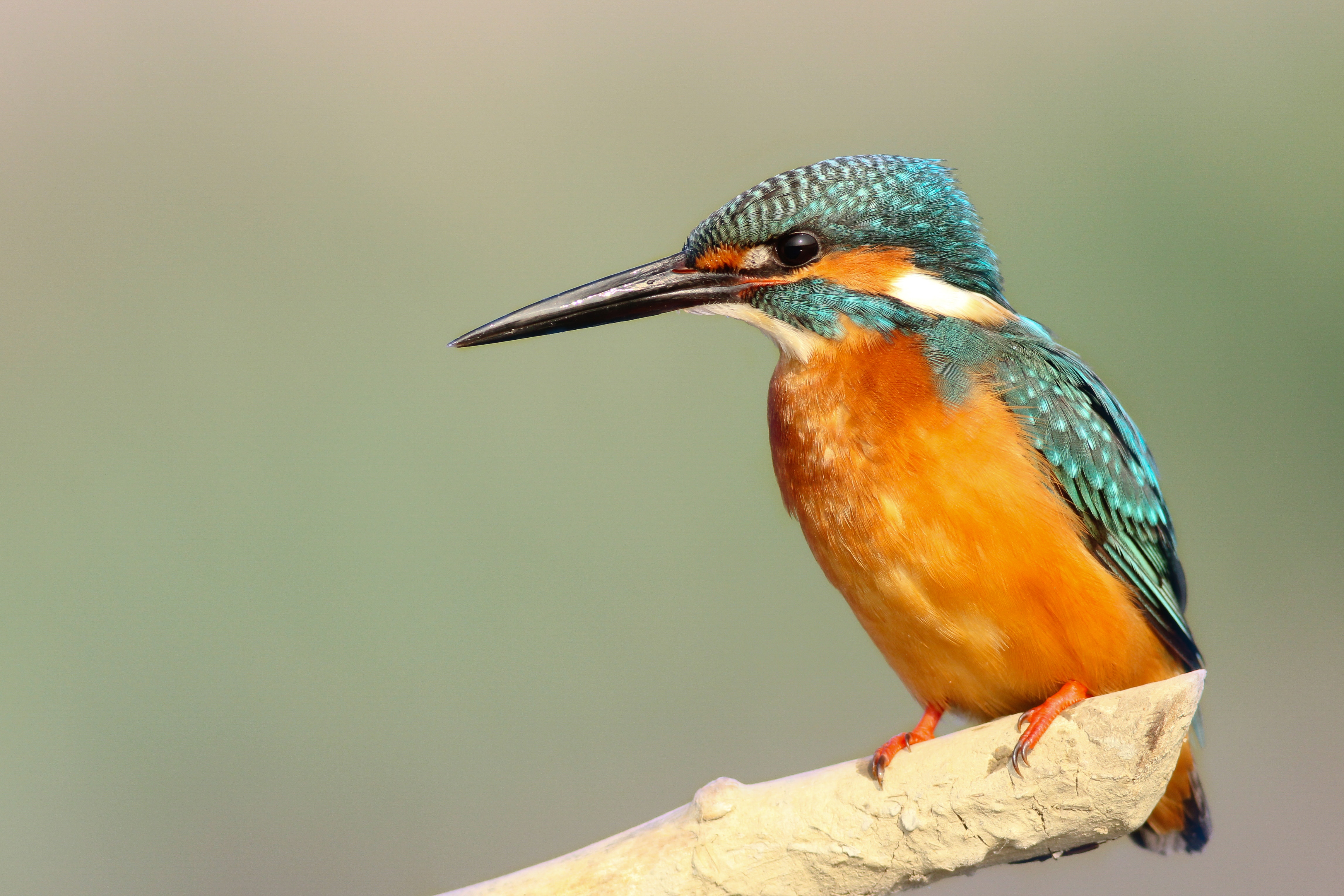 Common Kingfisher perched on a branch in Taiwan HD Wallpaper