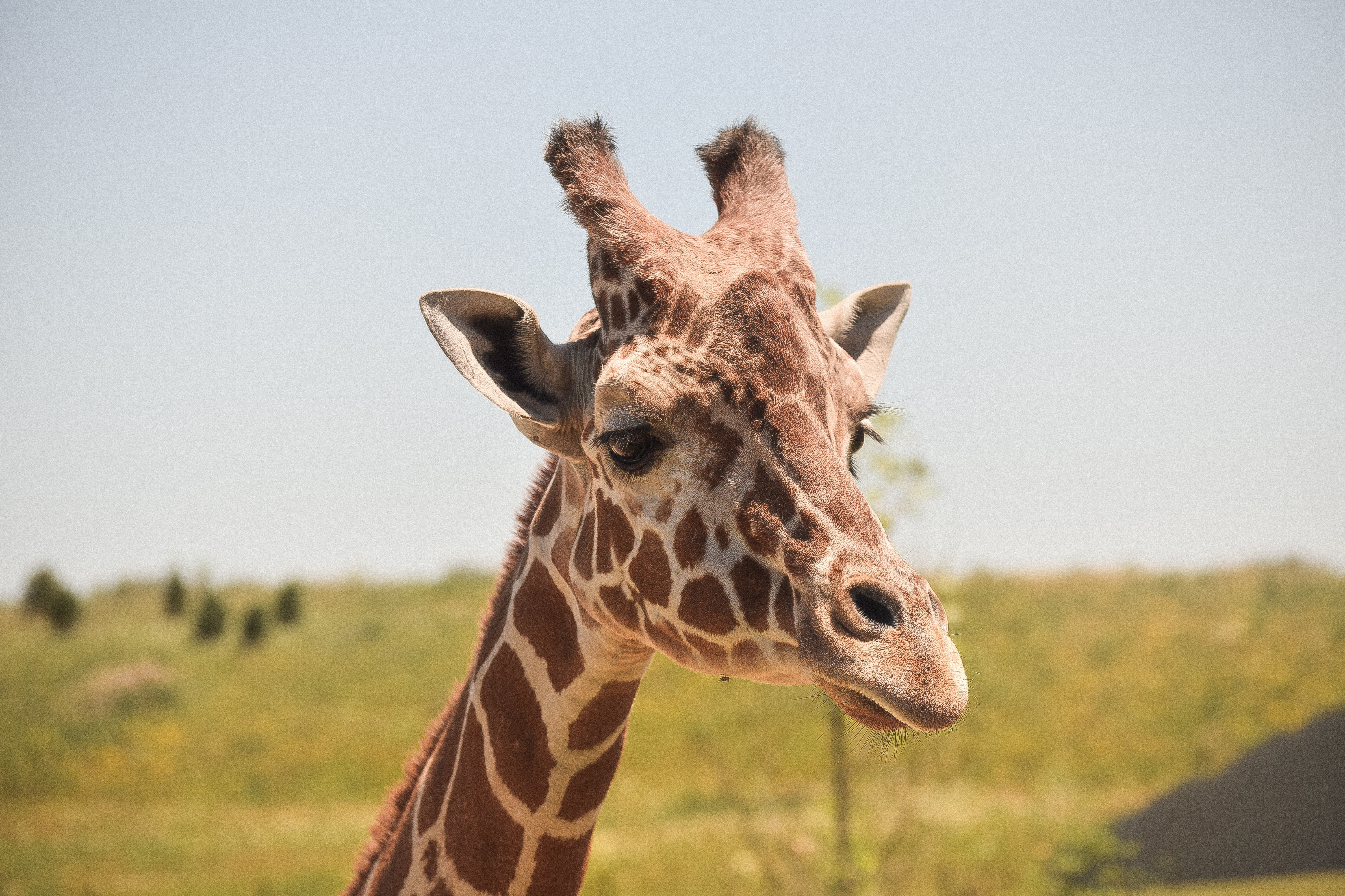 Close-up portrait of a giraffe in a grassy field HD Wallpaper
