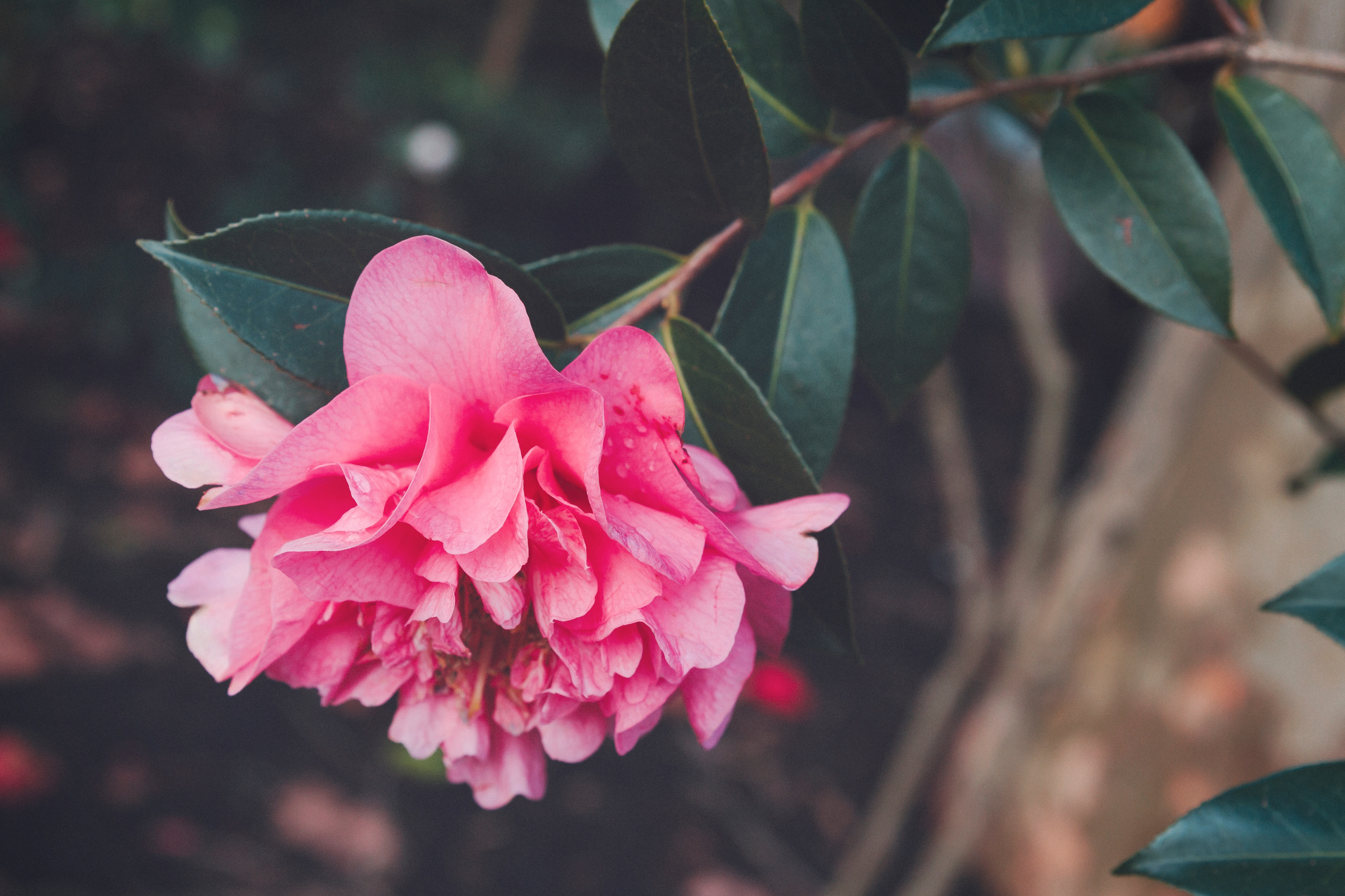 Pink Camellia Flower with Green Leaves HD Wallpaper
