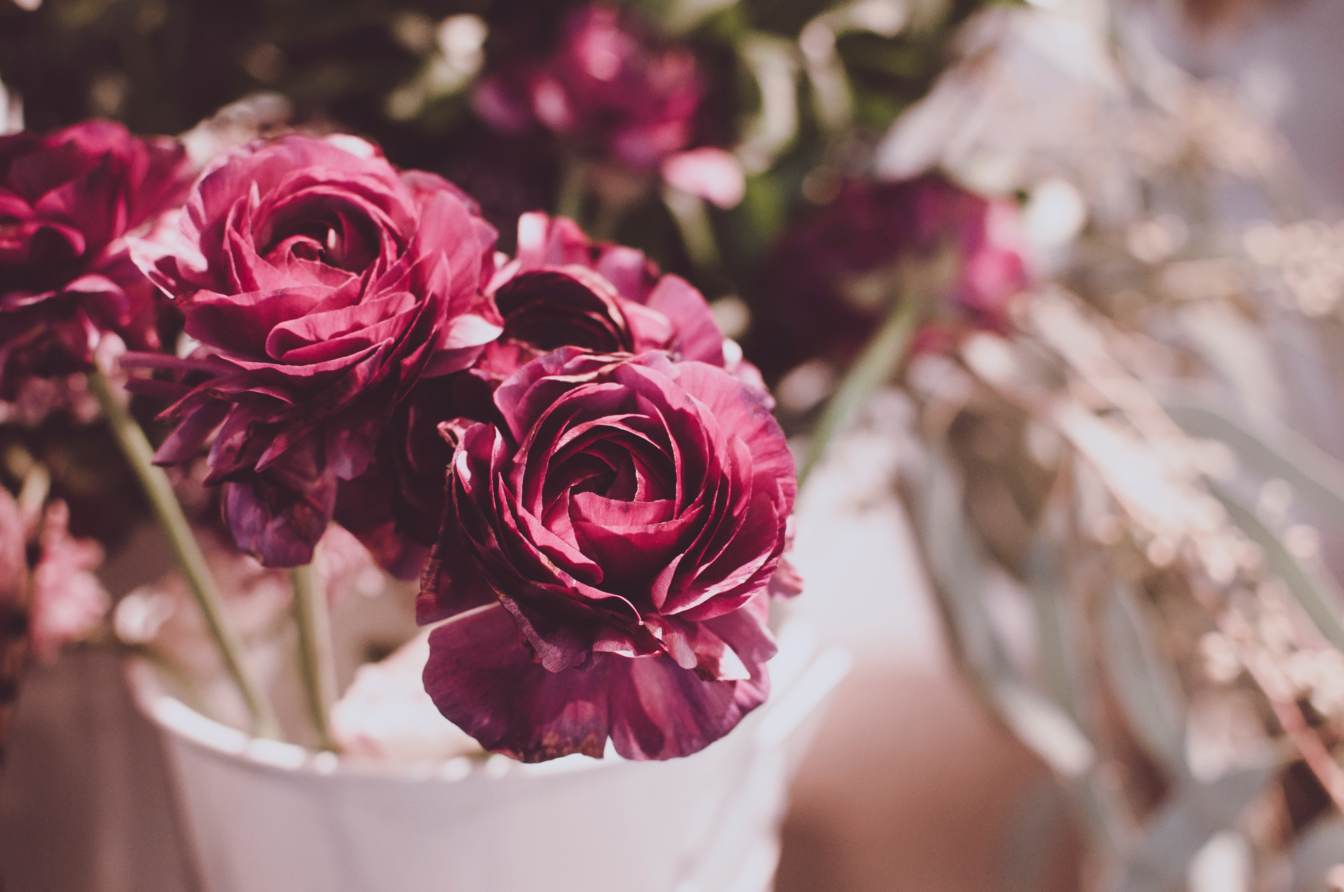 Deep red ranunculus flowers in a white vase HD Wallpaper