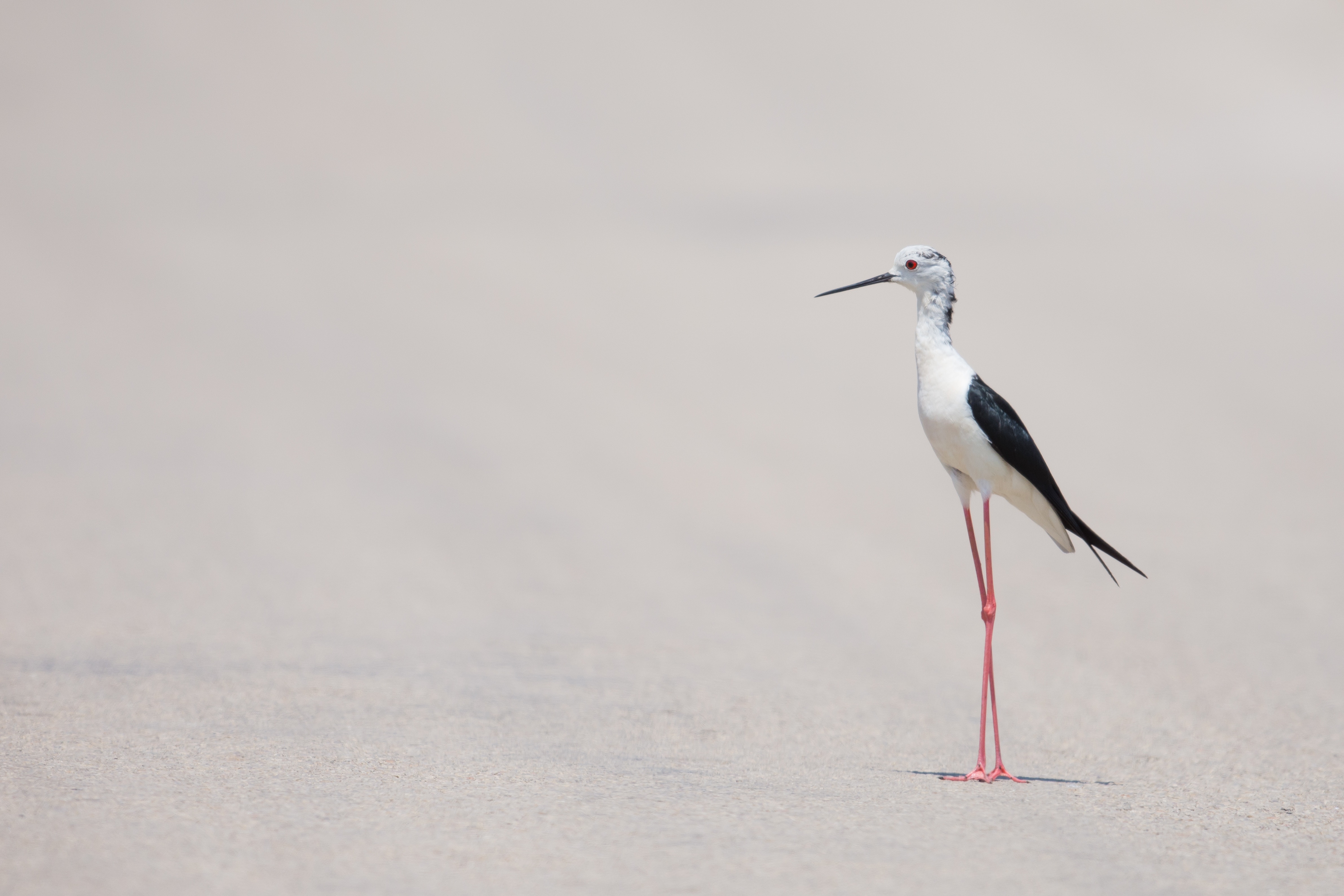 Black-winged stilt bird standing on sand HD Wallpaper