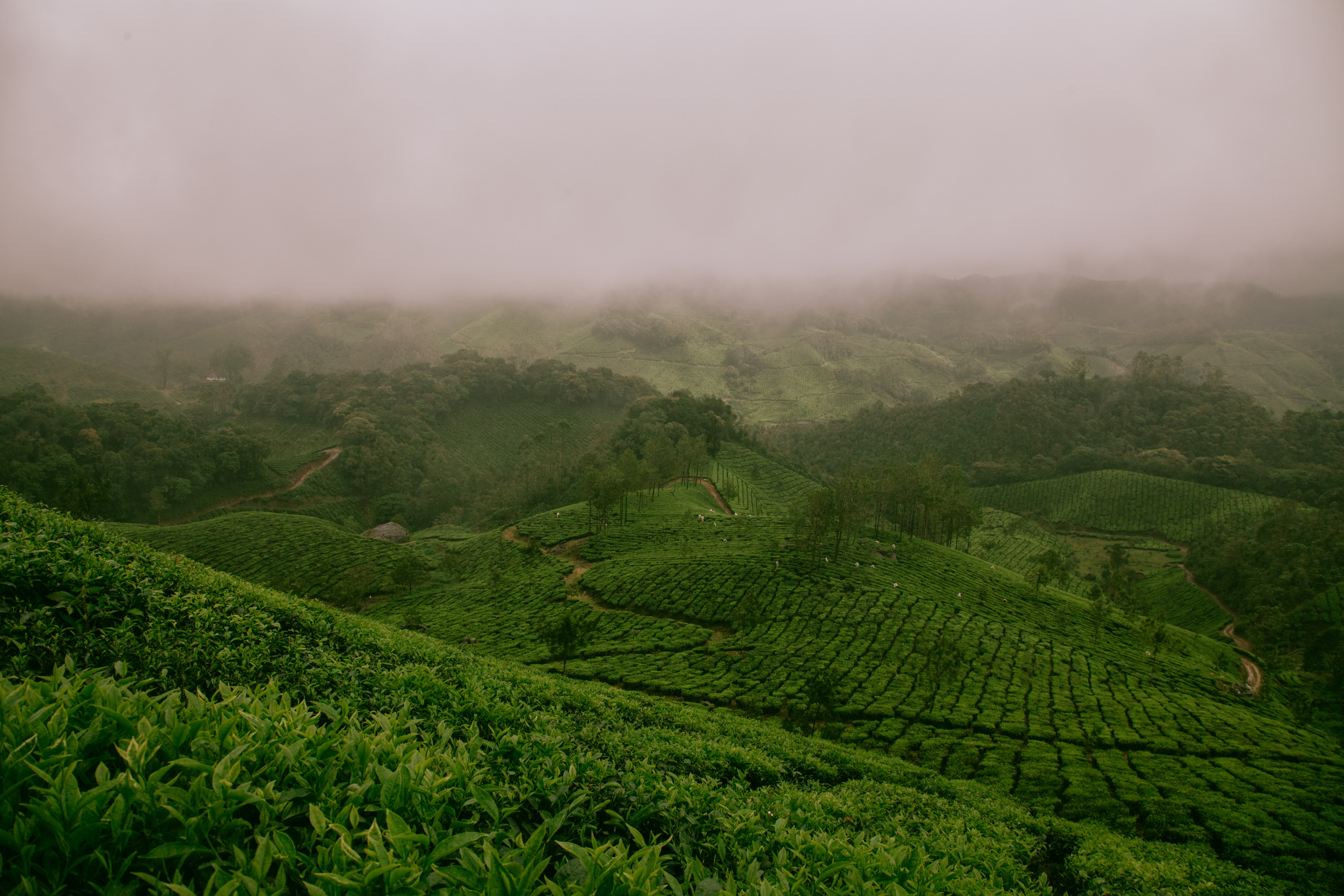 Misty Green Tea Plantation on Rolling Hills HD Wallpaper