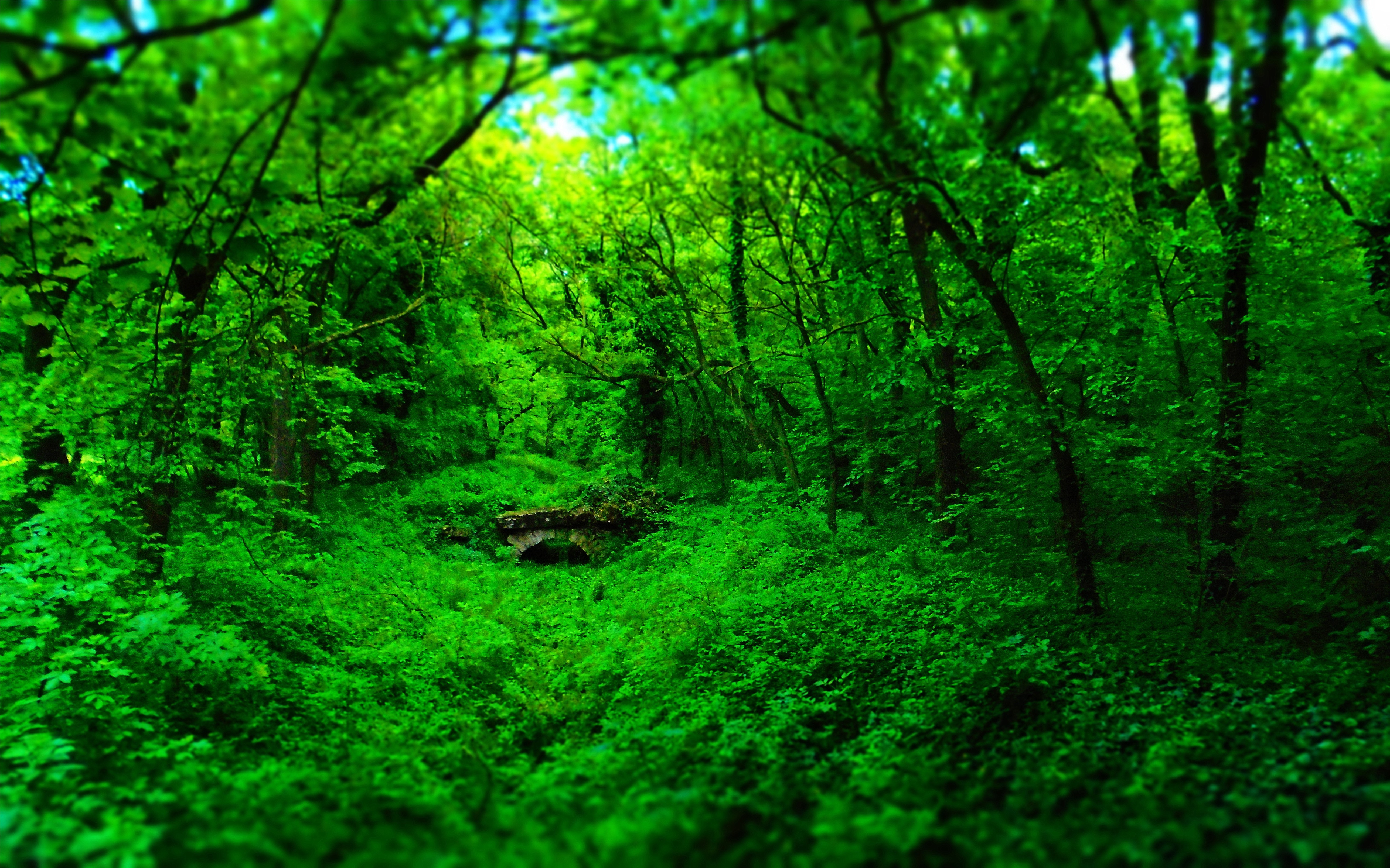 Green forest with a stone bridge HD Wallpaper