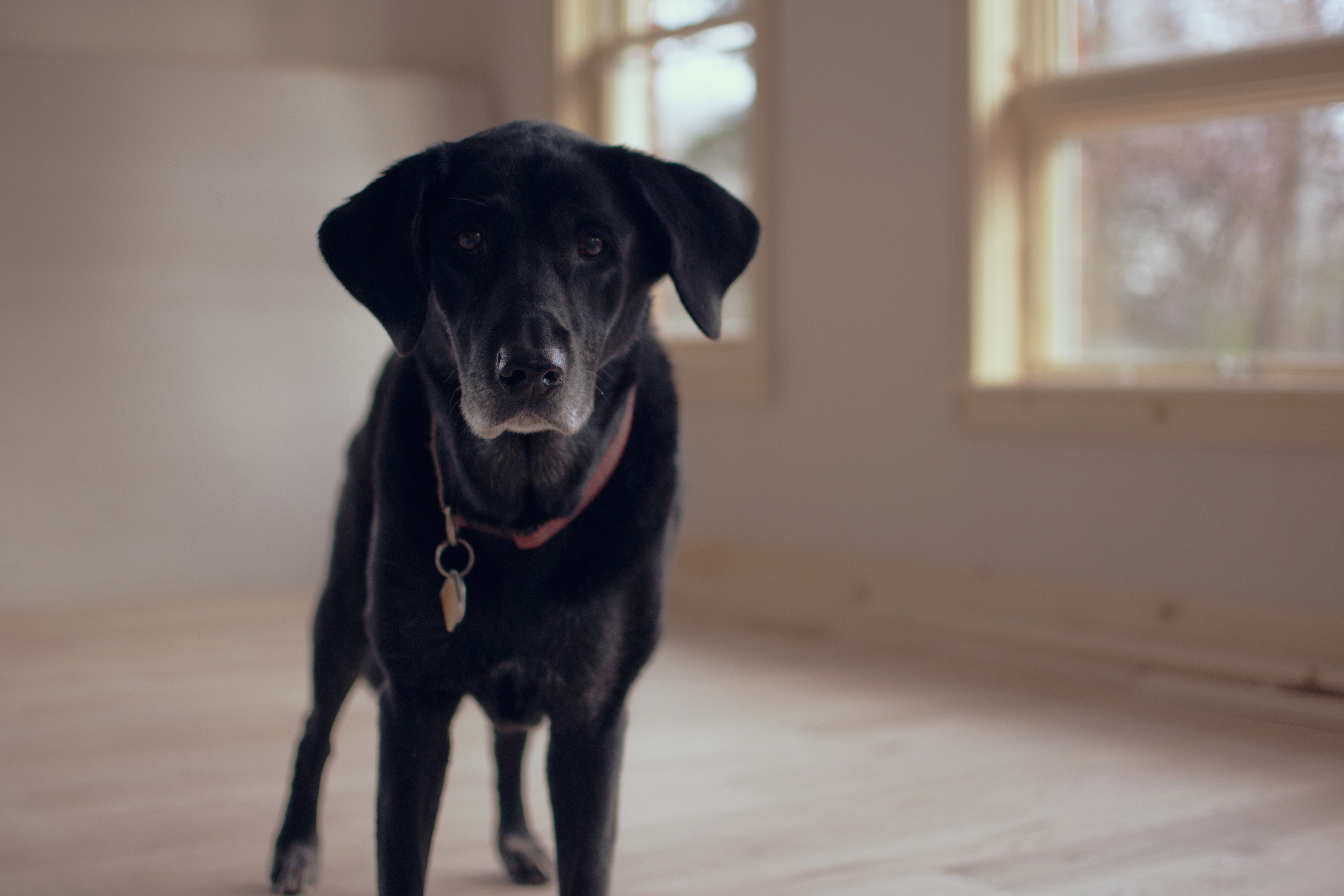 Black Labrador dog with collar in a room with windows HD Wallpaper