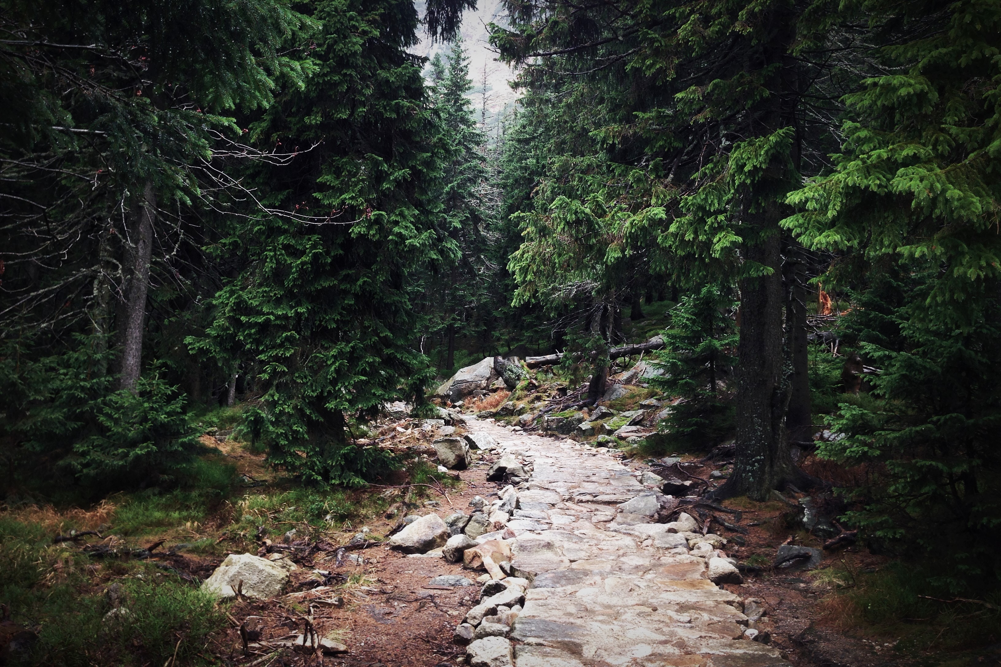 Stone Path Through Dense Green Forest HD Wallpaper