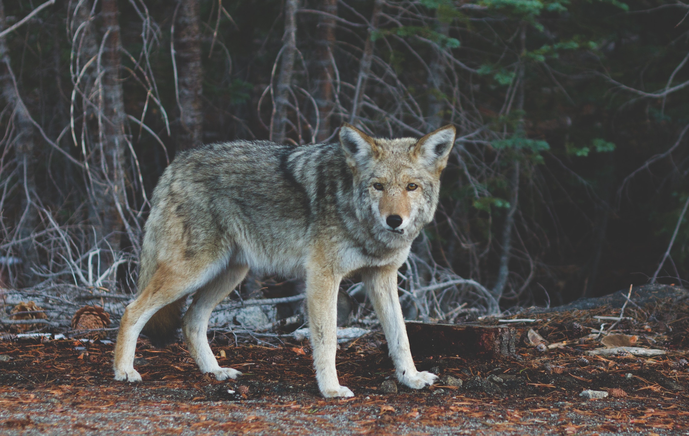 Coyote standing in a forest HD Wallpaper