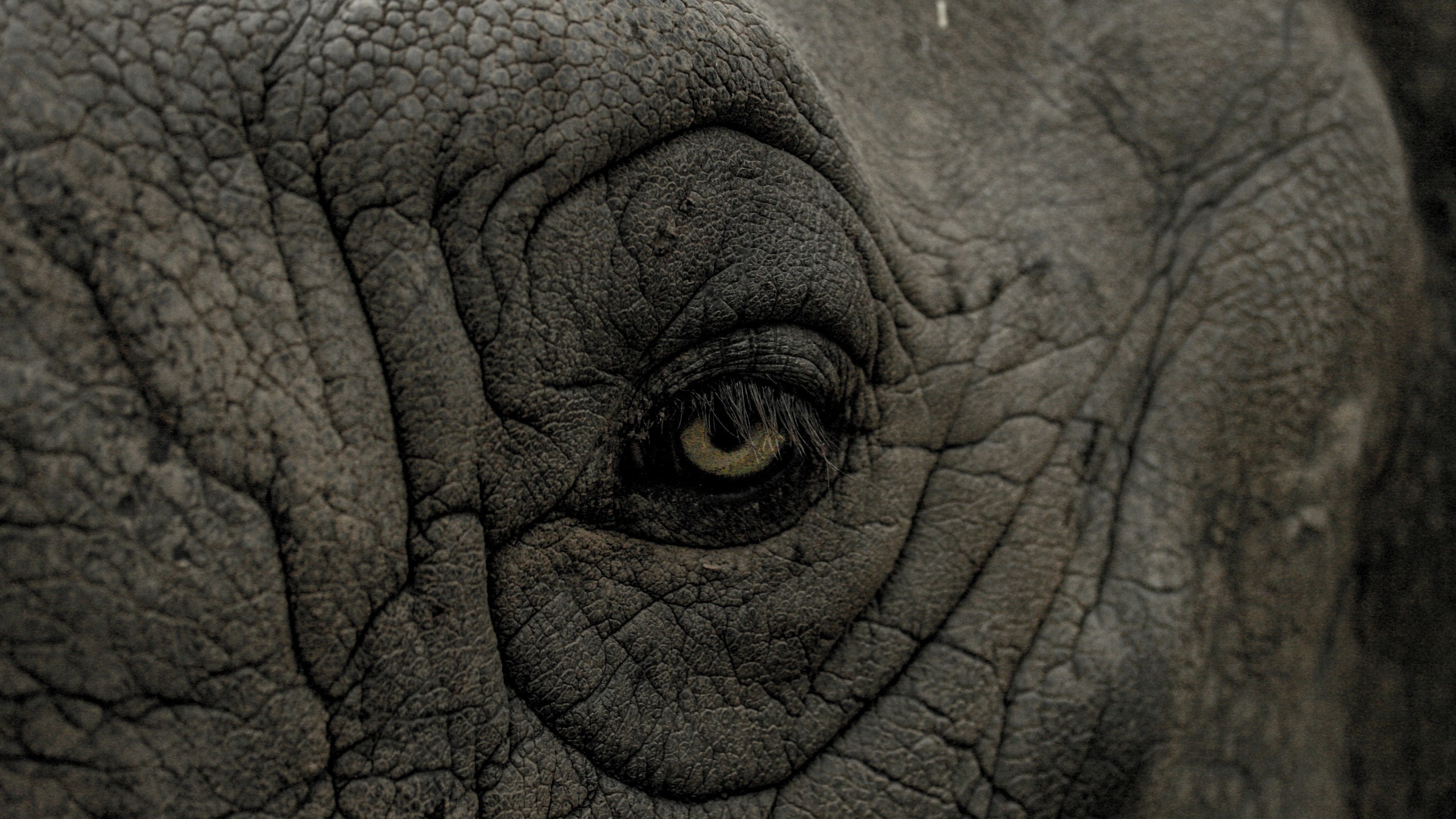 Close-up of an elephant's eye and wrinkled skin HD Wallpaper