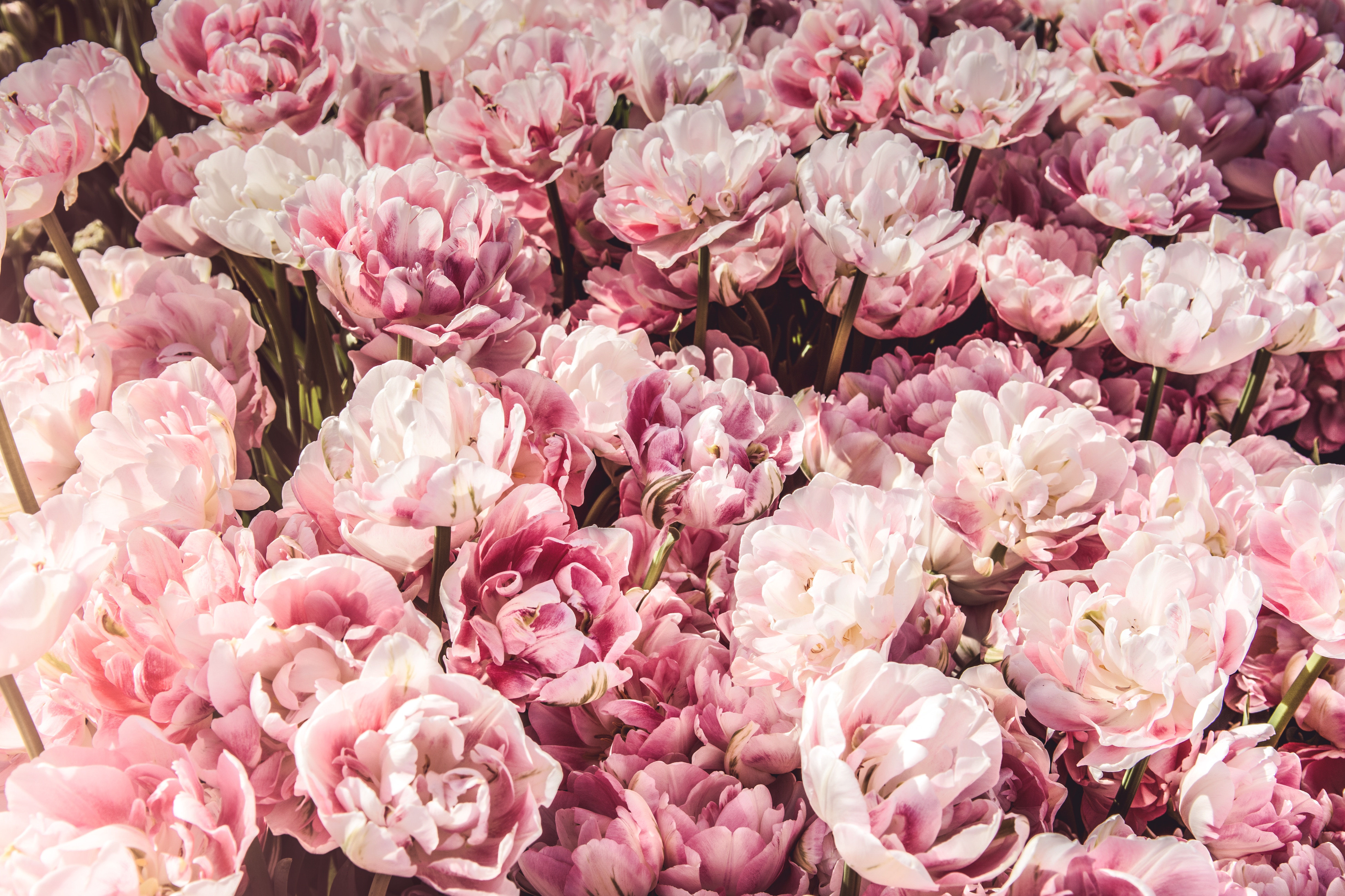 Pink and white double tulips in a garden HD Wallpaper