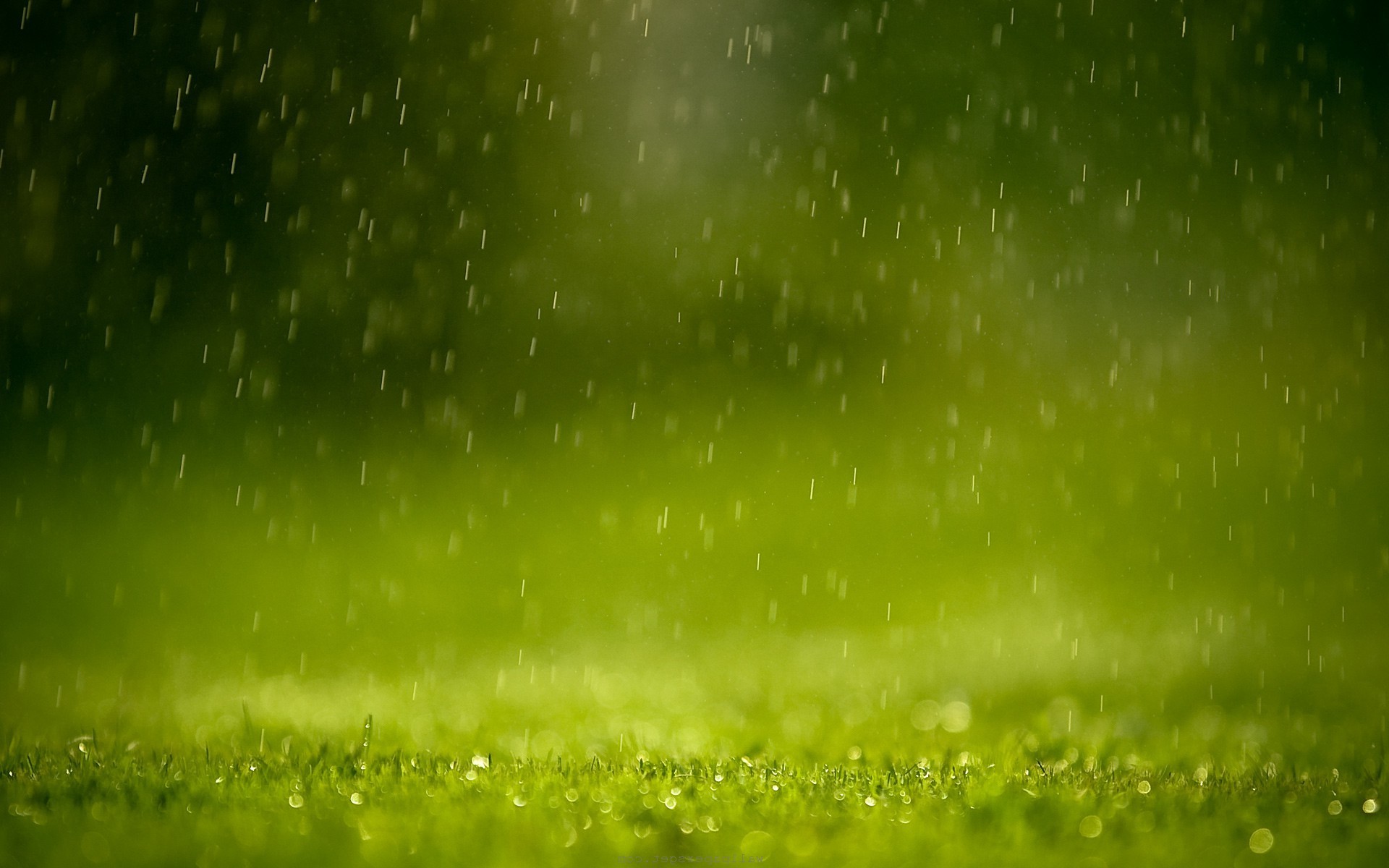 Rain falling on green grass HD Wallpaper