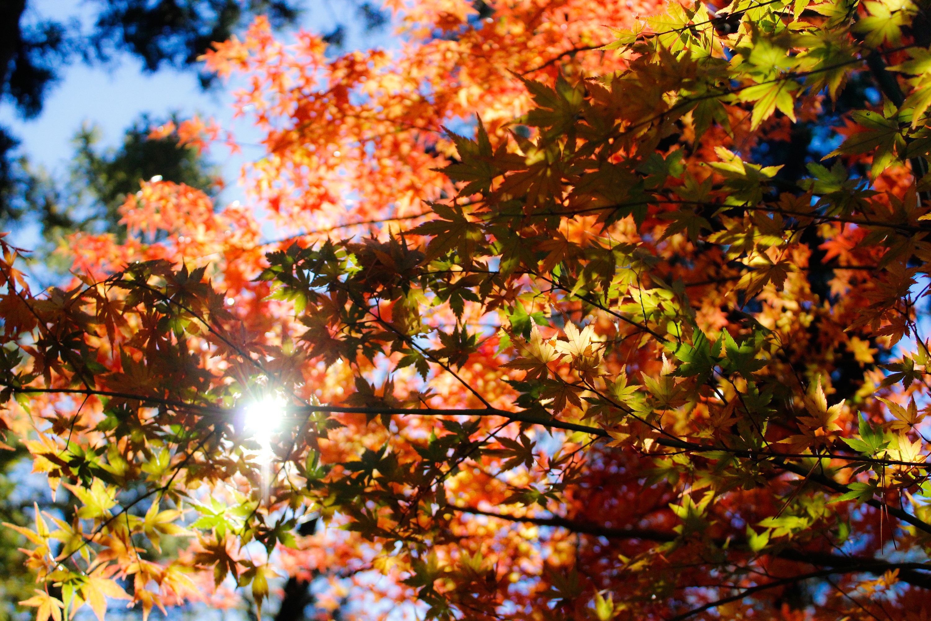 Autumn leaves with sun flare in Kawaguchiko, Japan HD Wallpaper