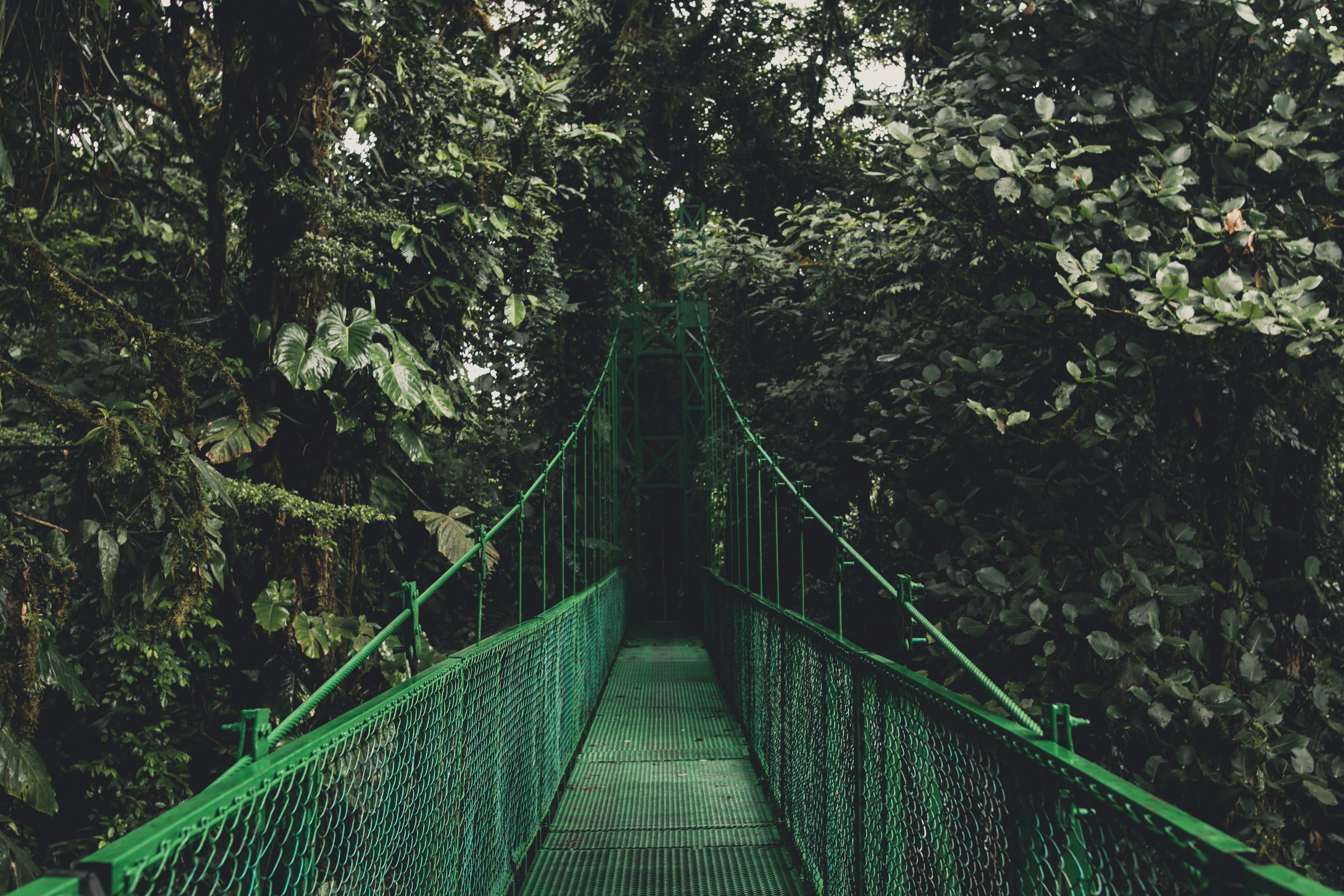 Green hanging bridge in Monteverde National Park, Costa Rica HD Wallpaper