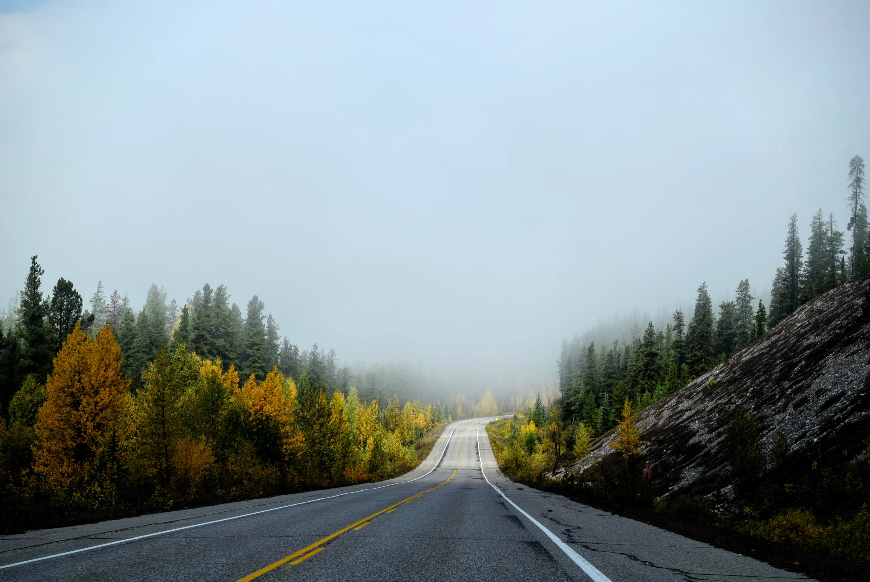Road through a foggy autumn forest HD Wallpaper