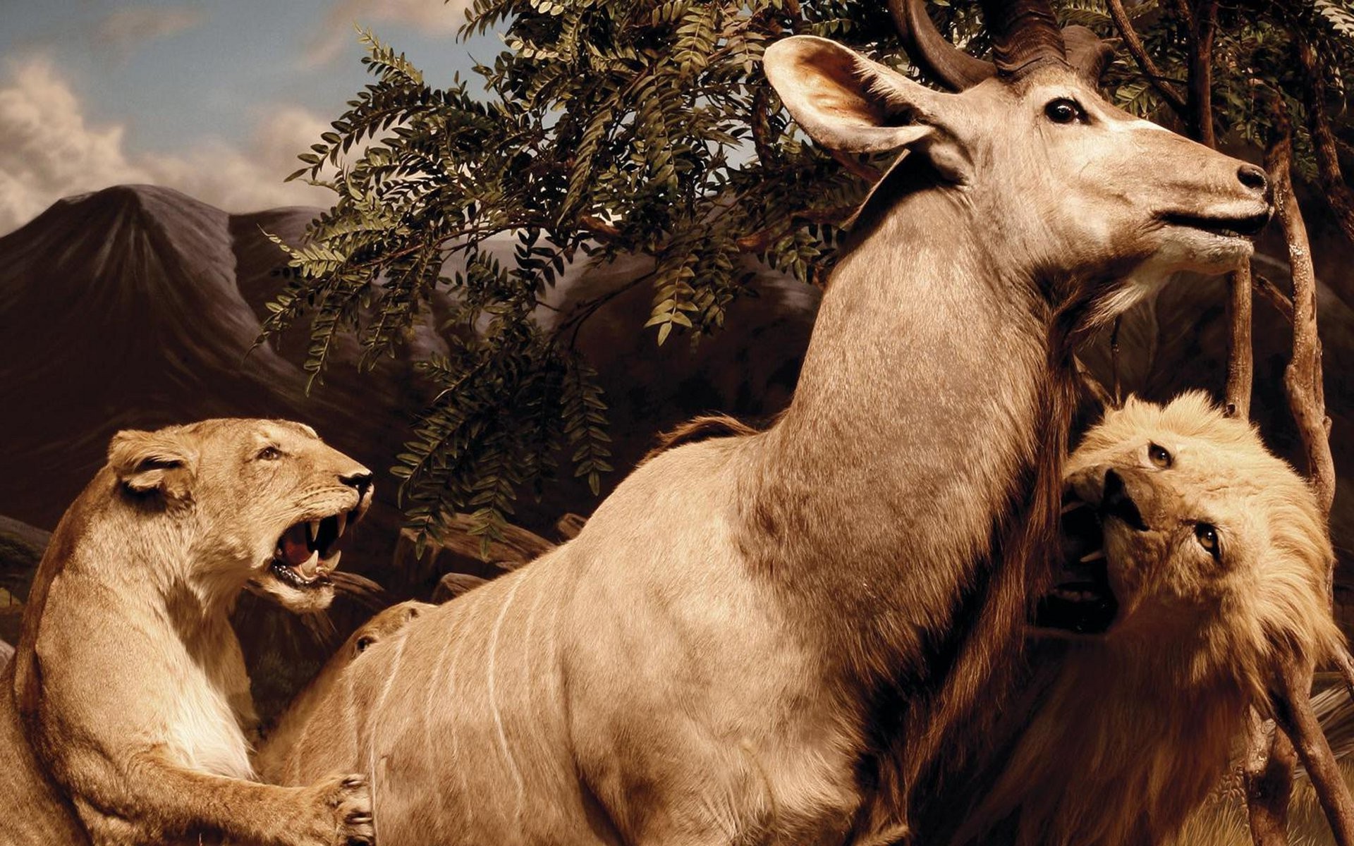 Lions attacking a kudu HD Wallpaper