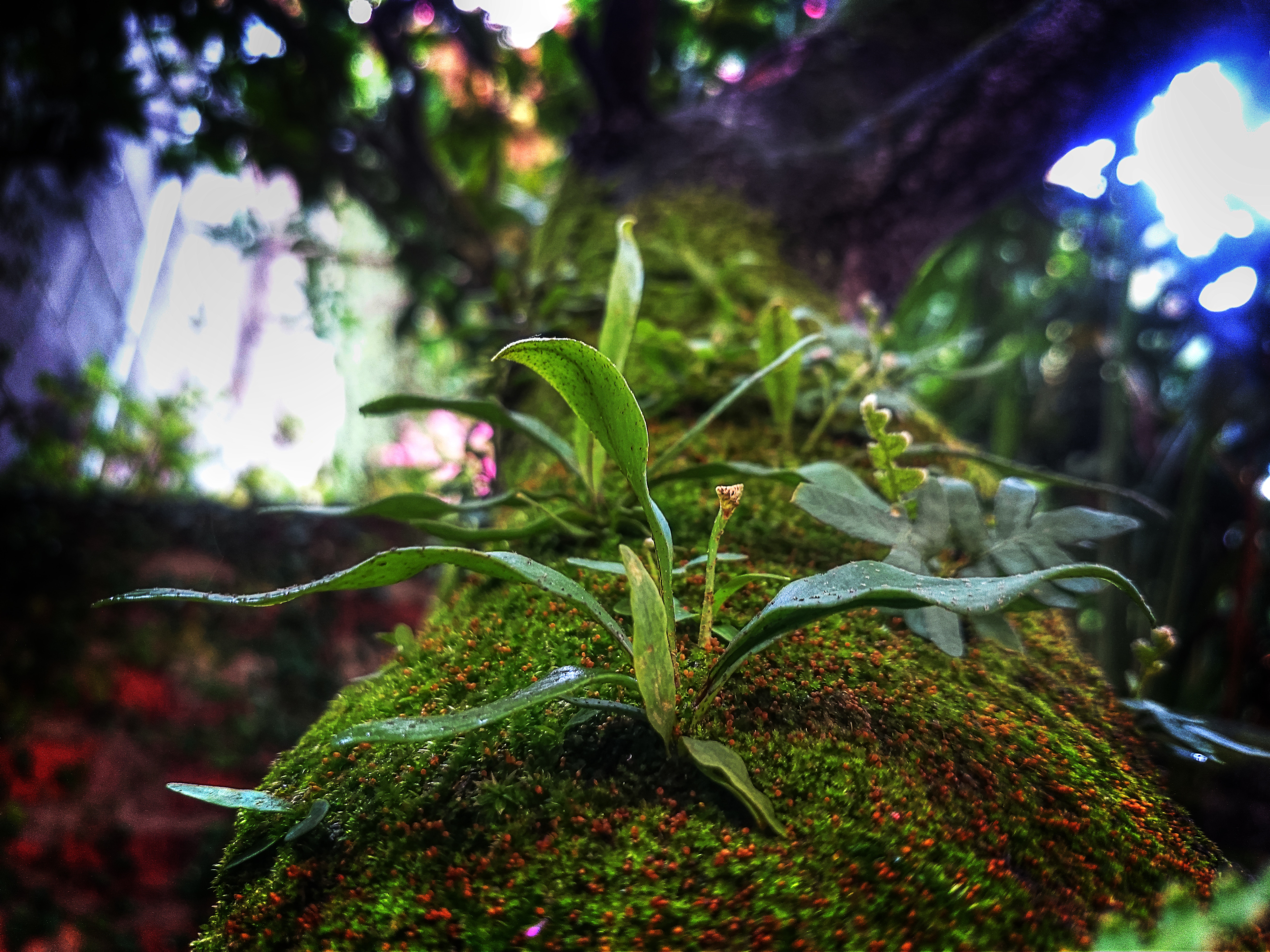 Mossy tree trunk with ferns and plants HD Wallpaper