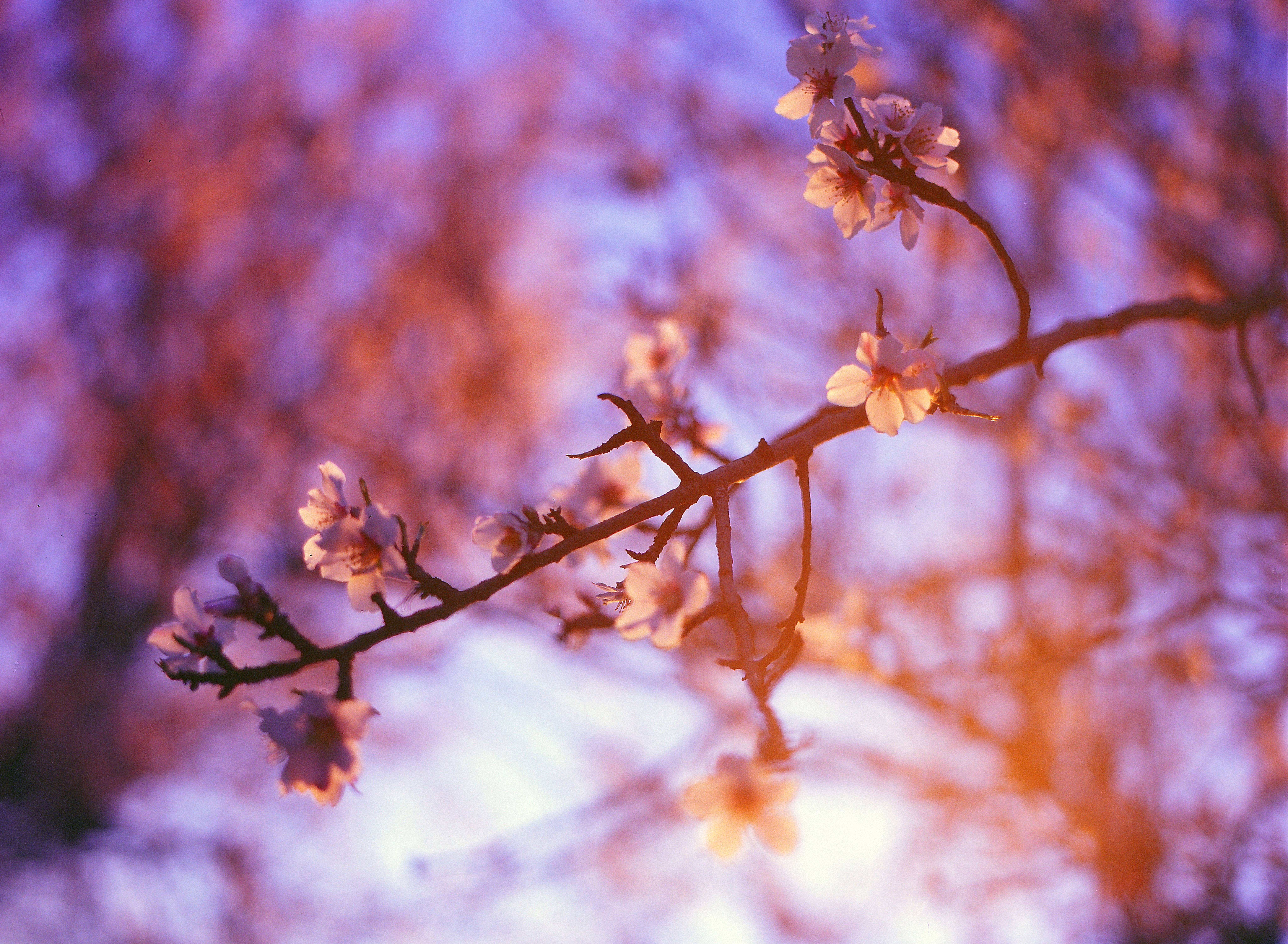 Almond blossoms on a branch at sunset HD Wallpaper