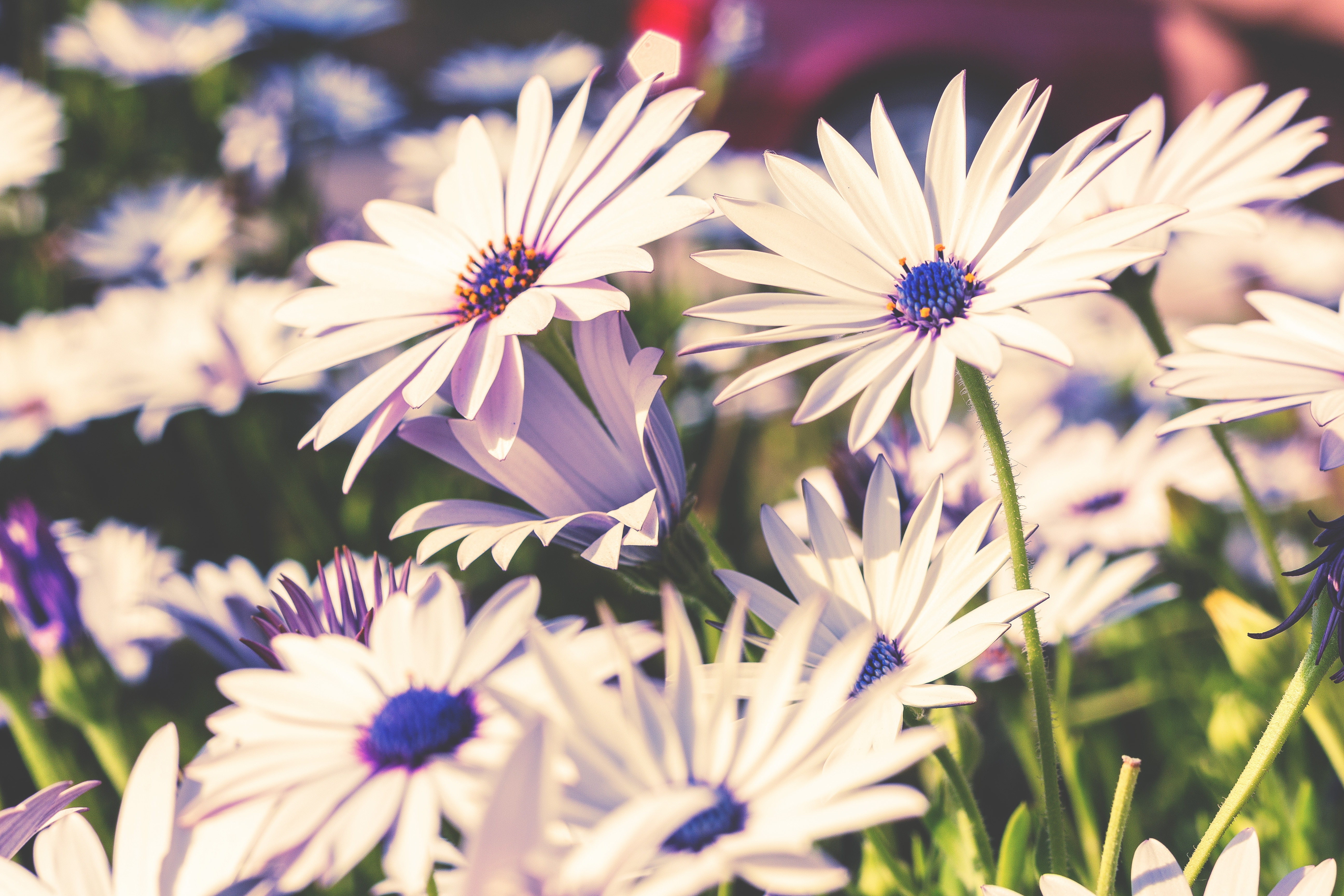 White daisies with blue centers in bloom HD Wallpaper