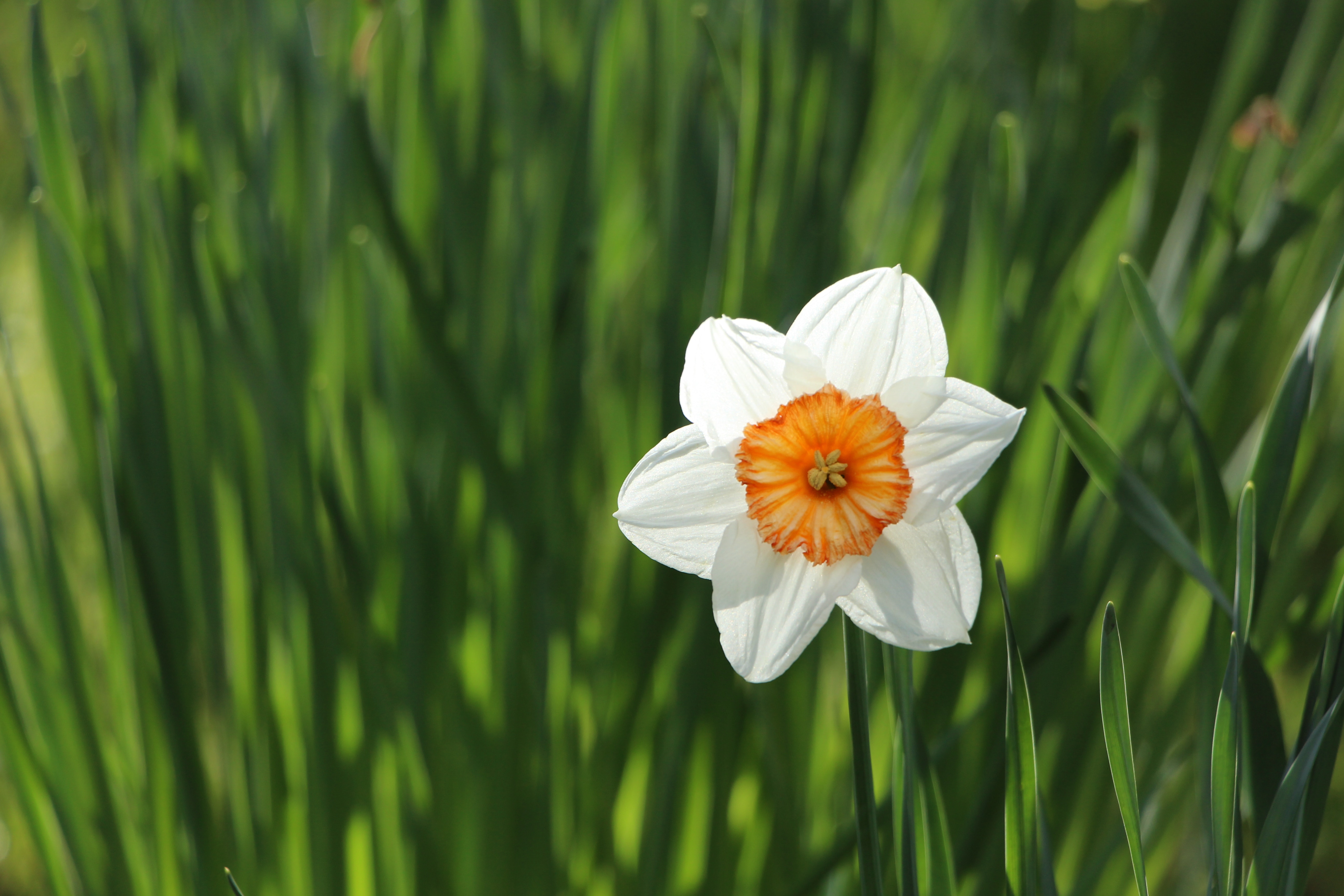 White and orange daffodil flower in green grass HD Wallpaper
