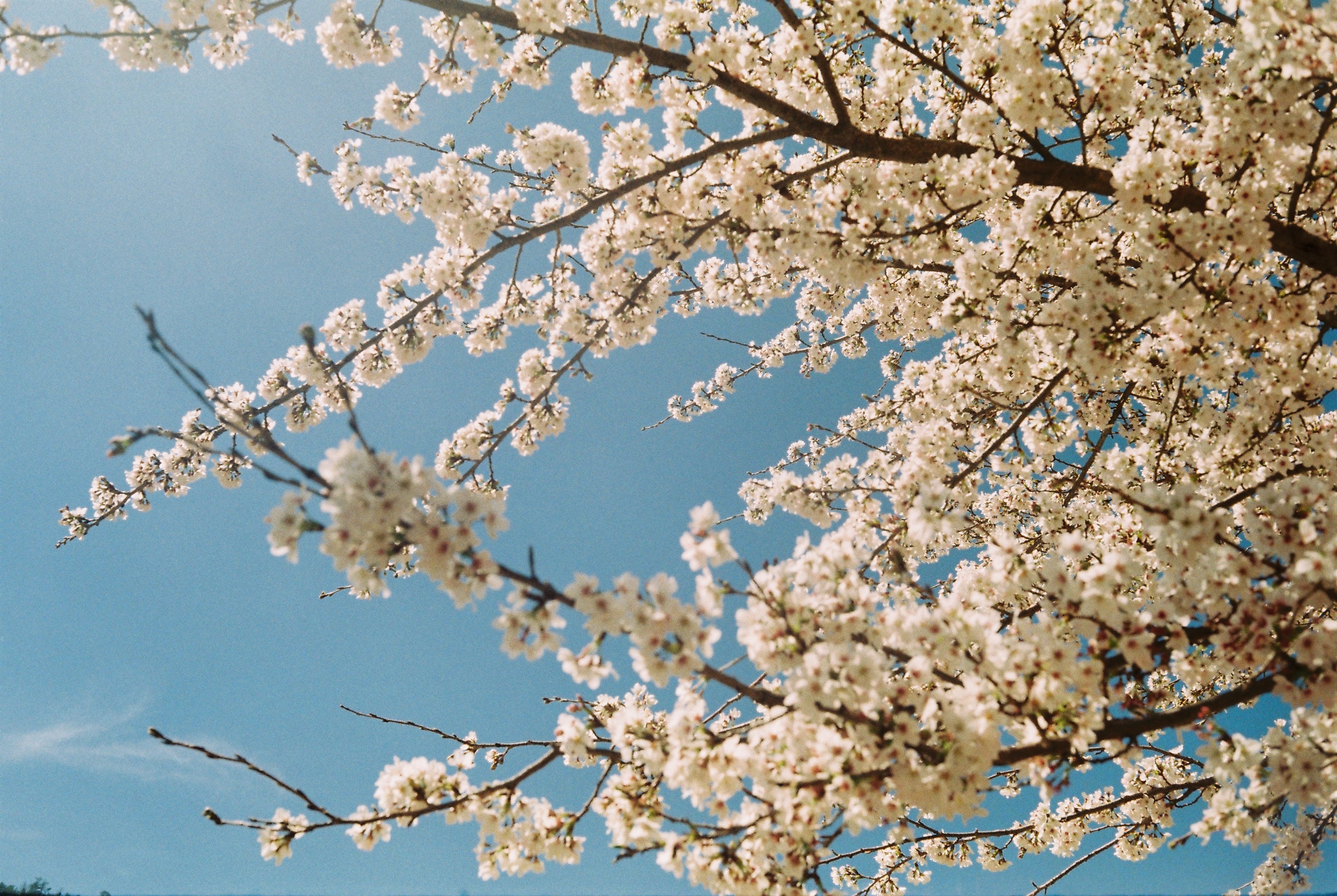 White cherry blossoms on branches against a blue sky HD Wallpaper