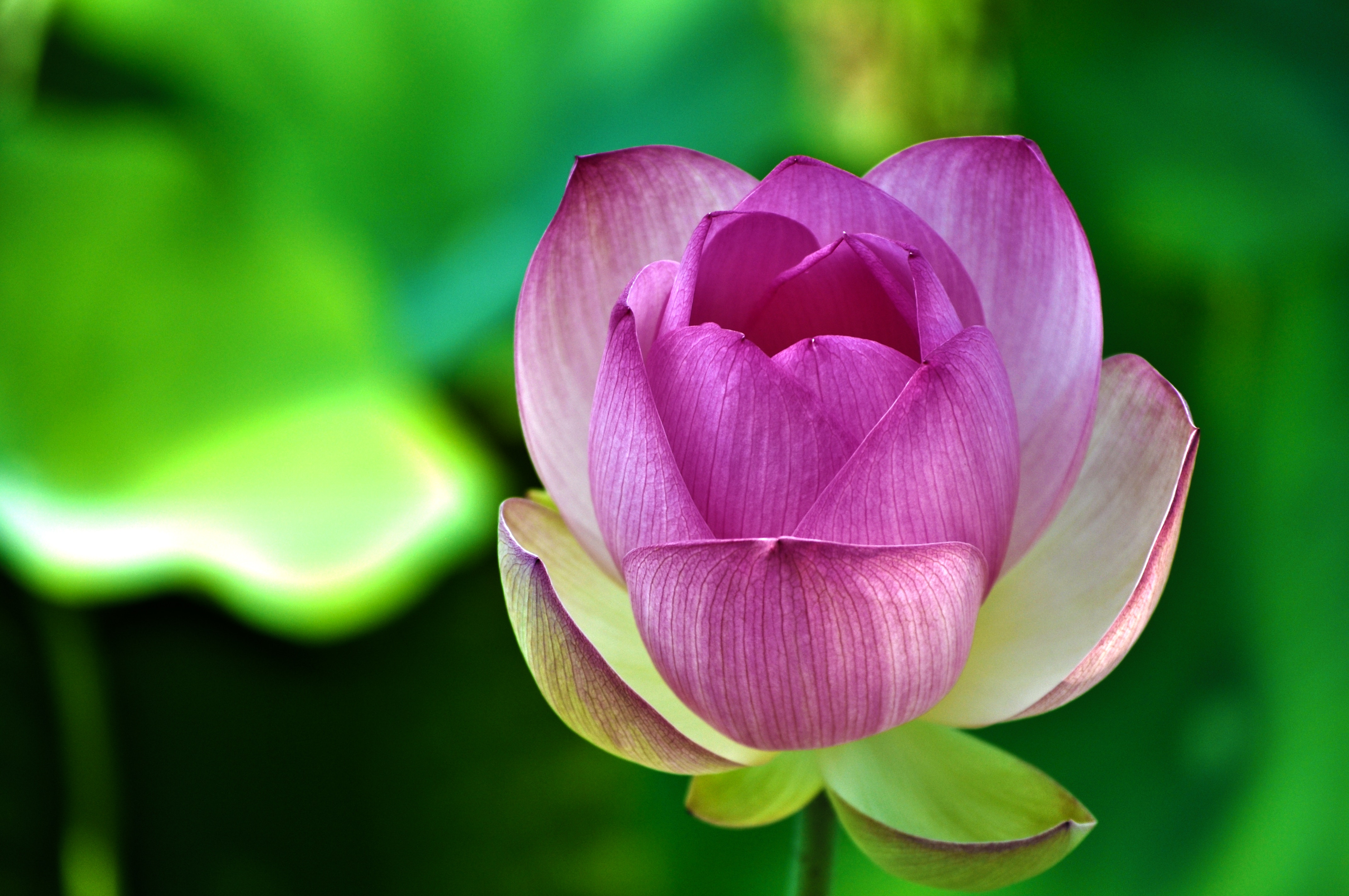 Close up of a pink and purple lotus flower bud HD Wallpaper