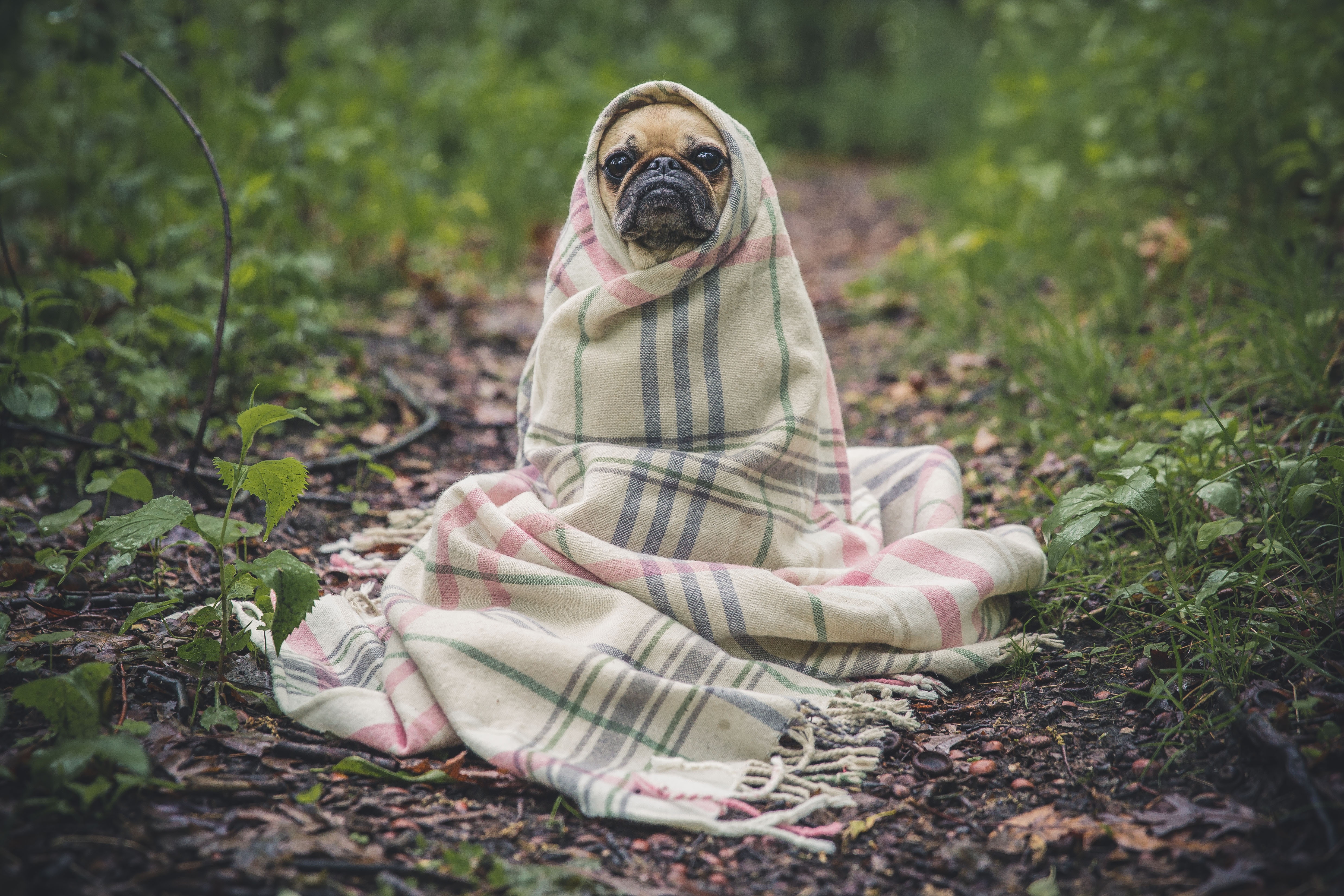 Pug Wrapped in Blanket Sitting in Forest HD Wallpaper