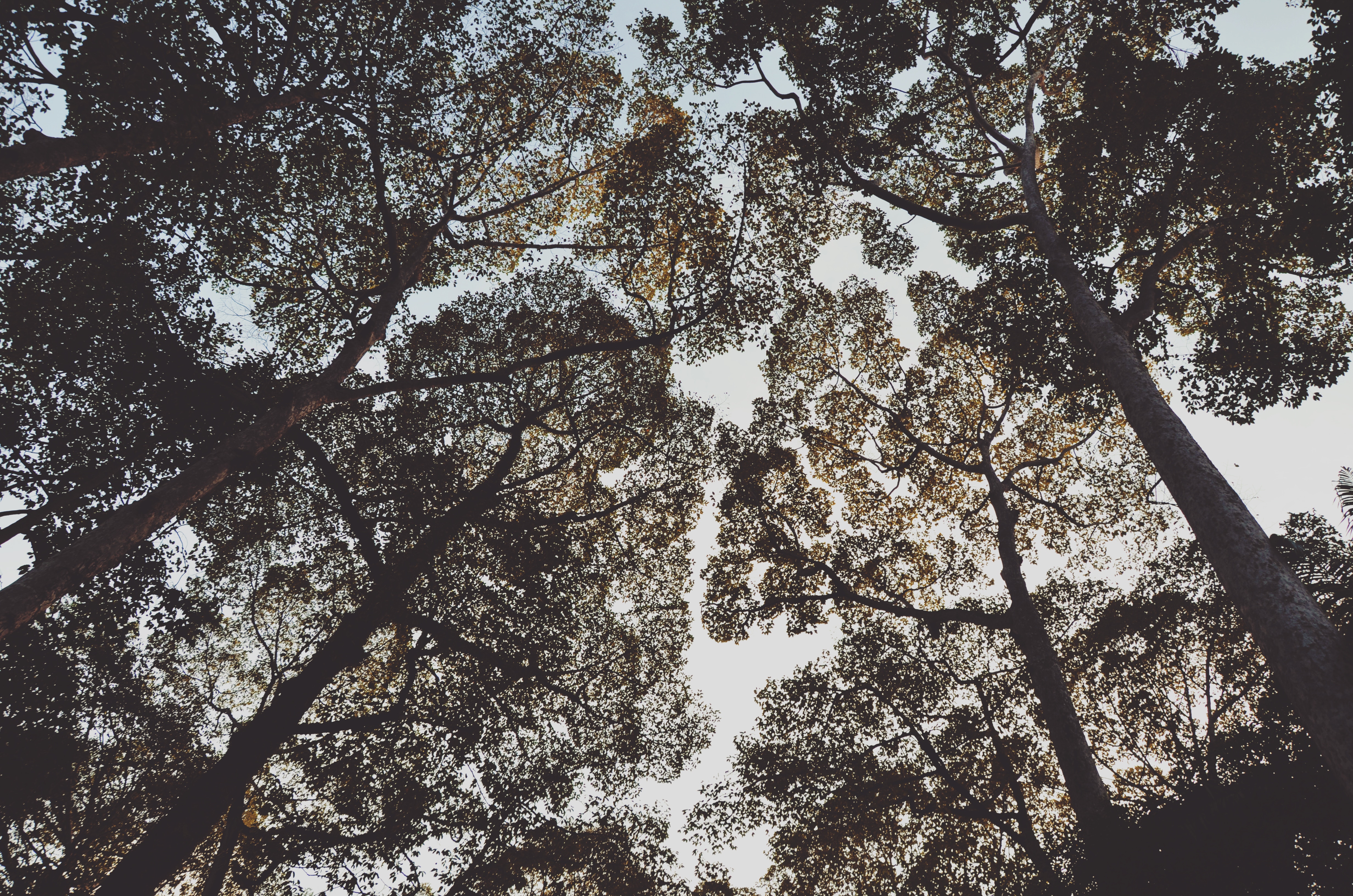 Looking up through trees in a forest HD Wallpaper