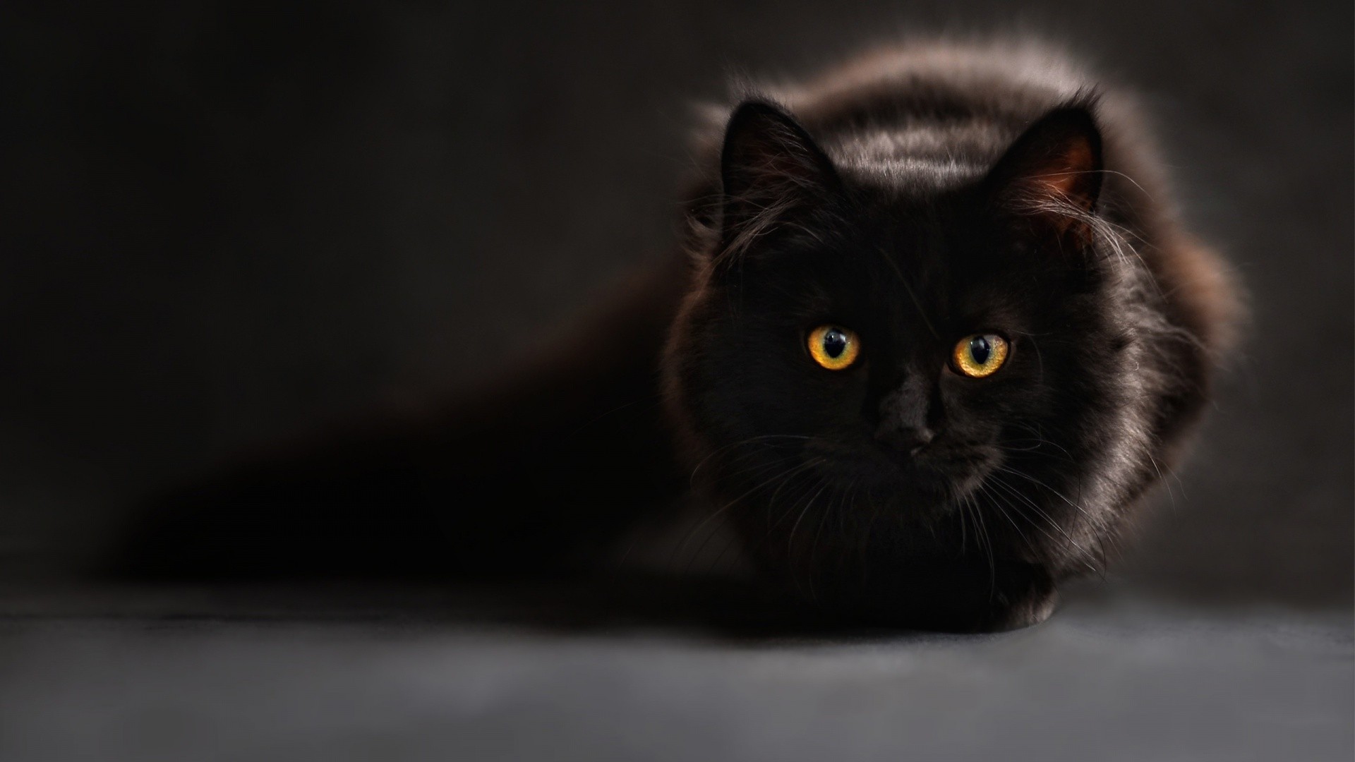 Black cat with yellow eyes on dark background HD Wallpaper