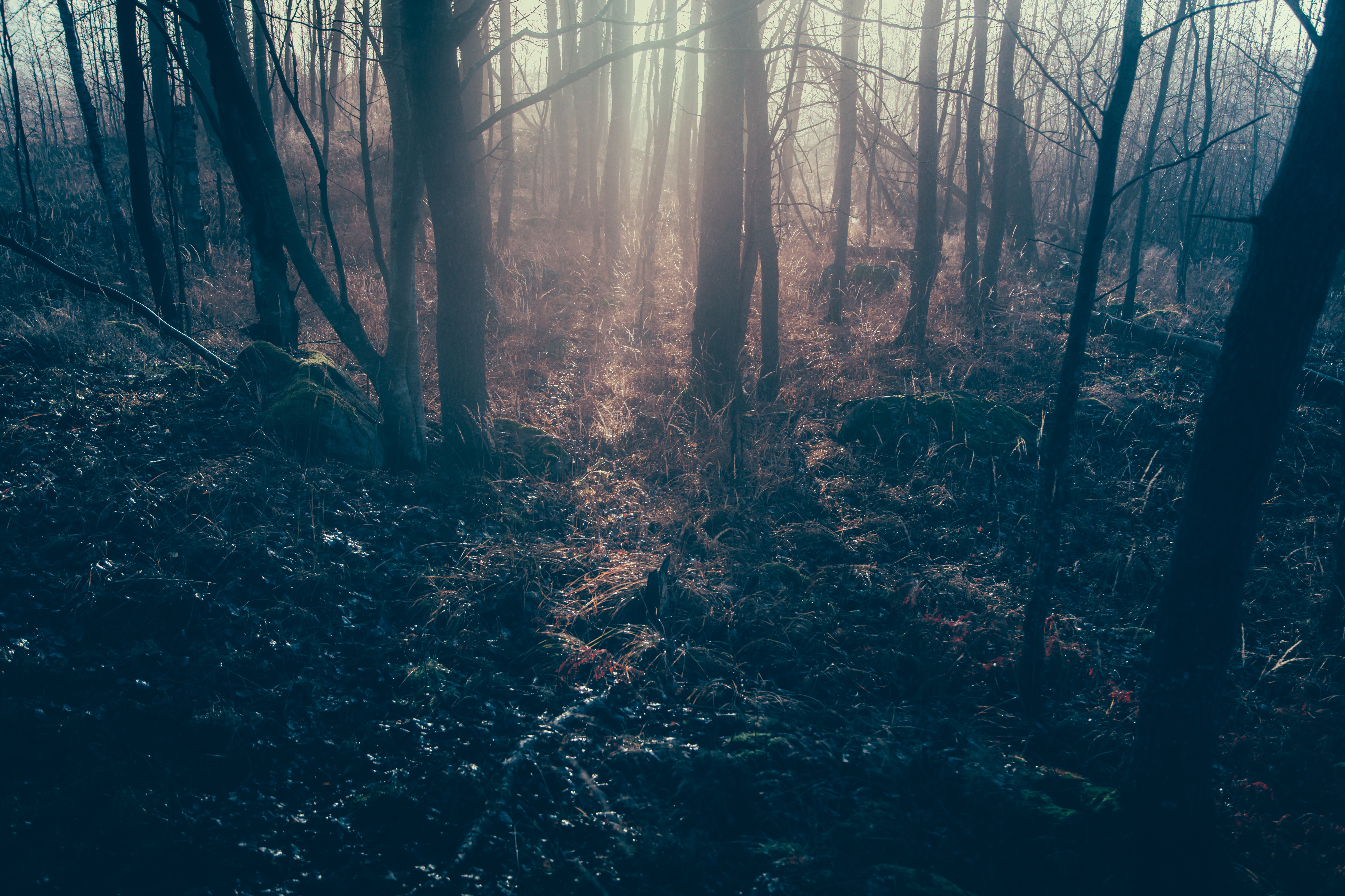 Misty forest with sunlight filtering through trees HD Wallpaper