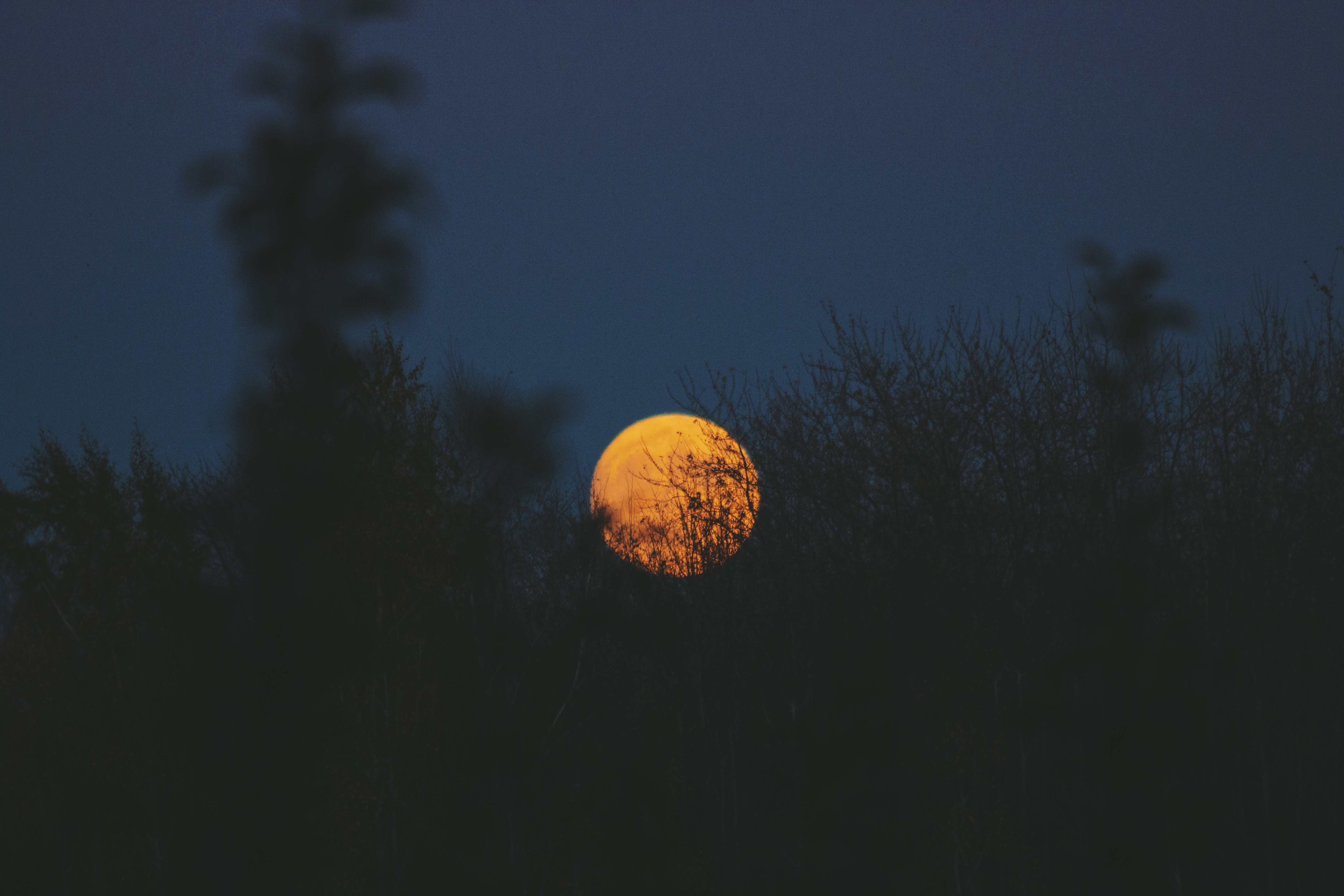 Full moon rising behind silhouetted trees at night HD Wallpaper