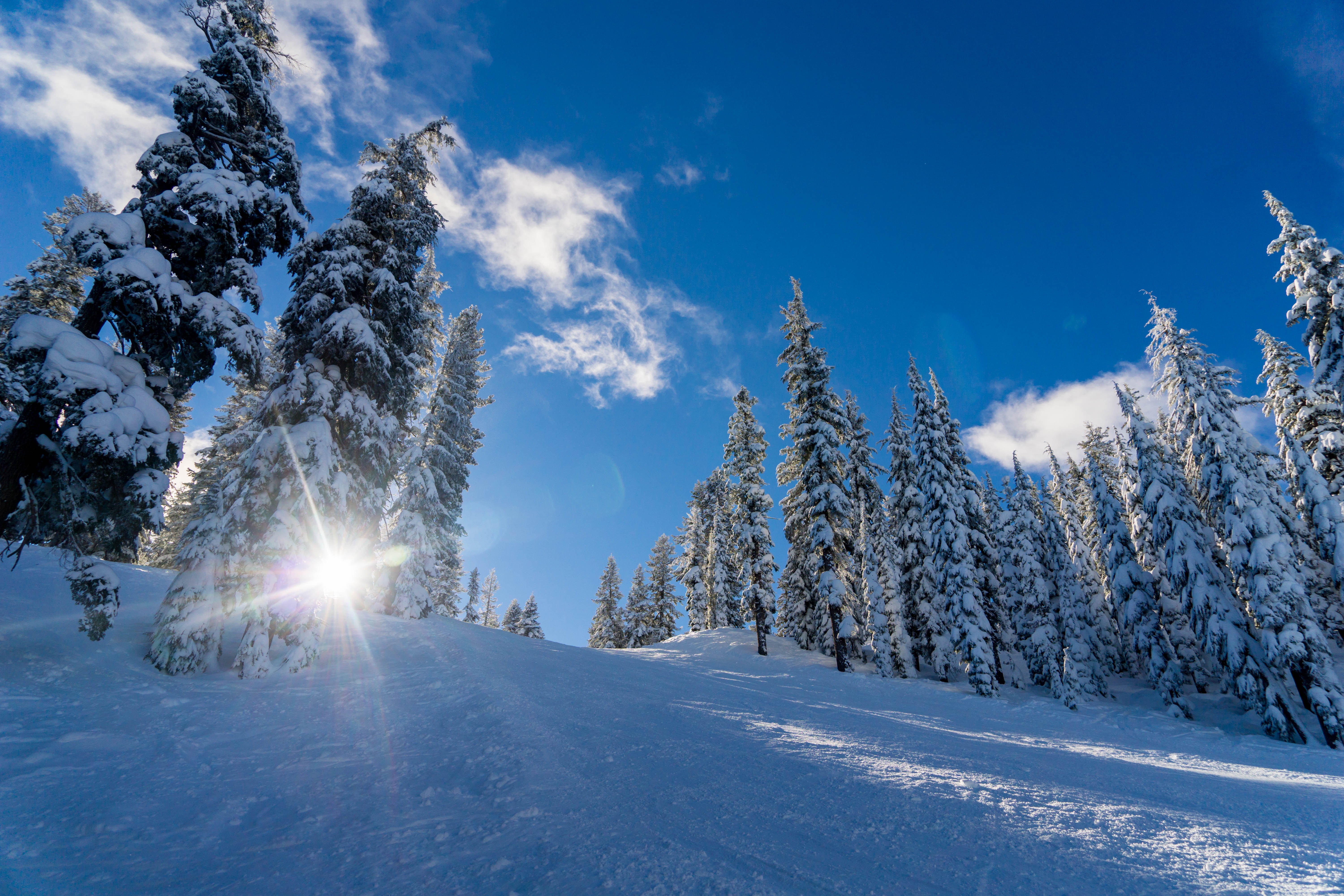 Snowy evergreen trees on a ski slope under a blue sky HD Wallpaper