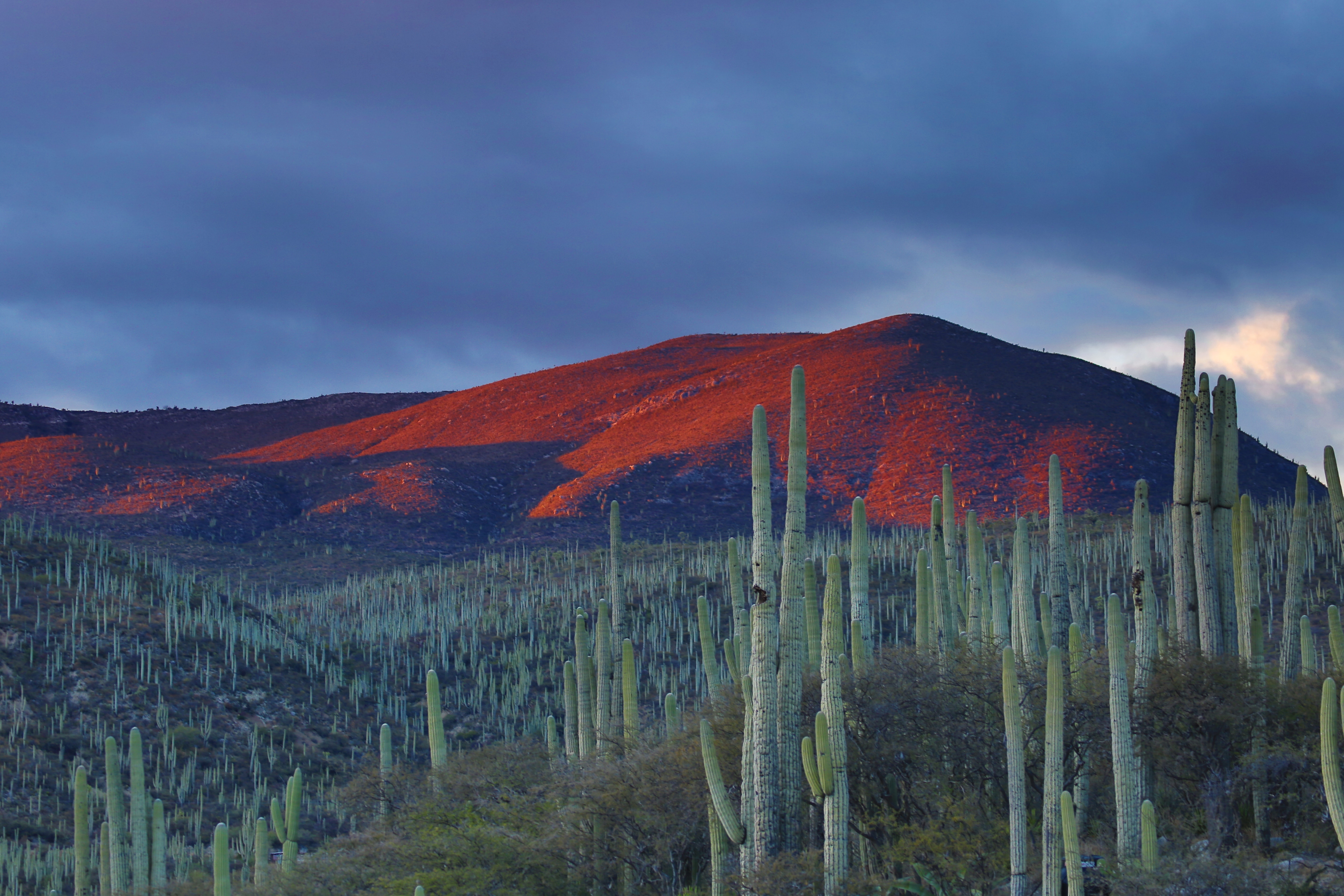 Desert landscape with cacti and red mountain at sunset in Oaxaca, Mexico HD Wallpaper