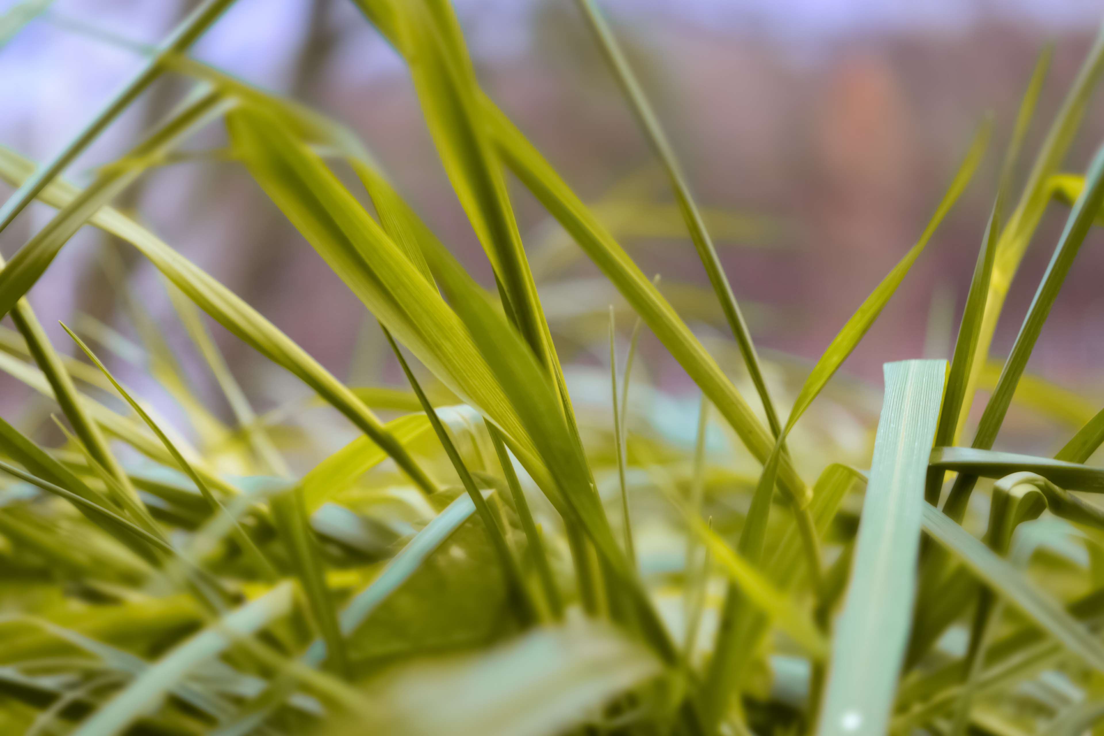 Green grass macro photography 4K HD Wallpaper