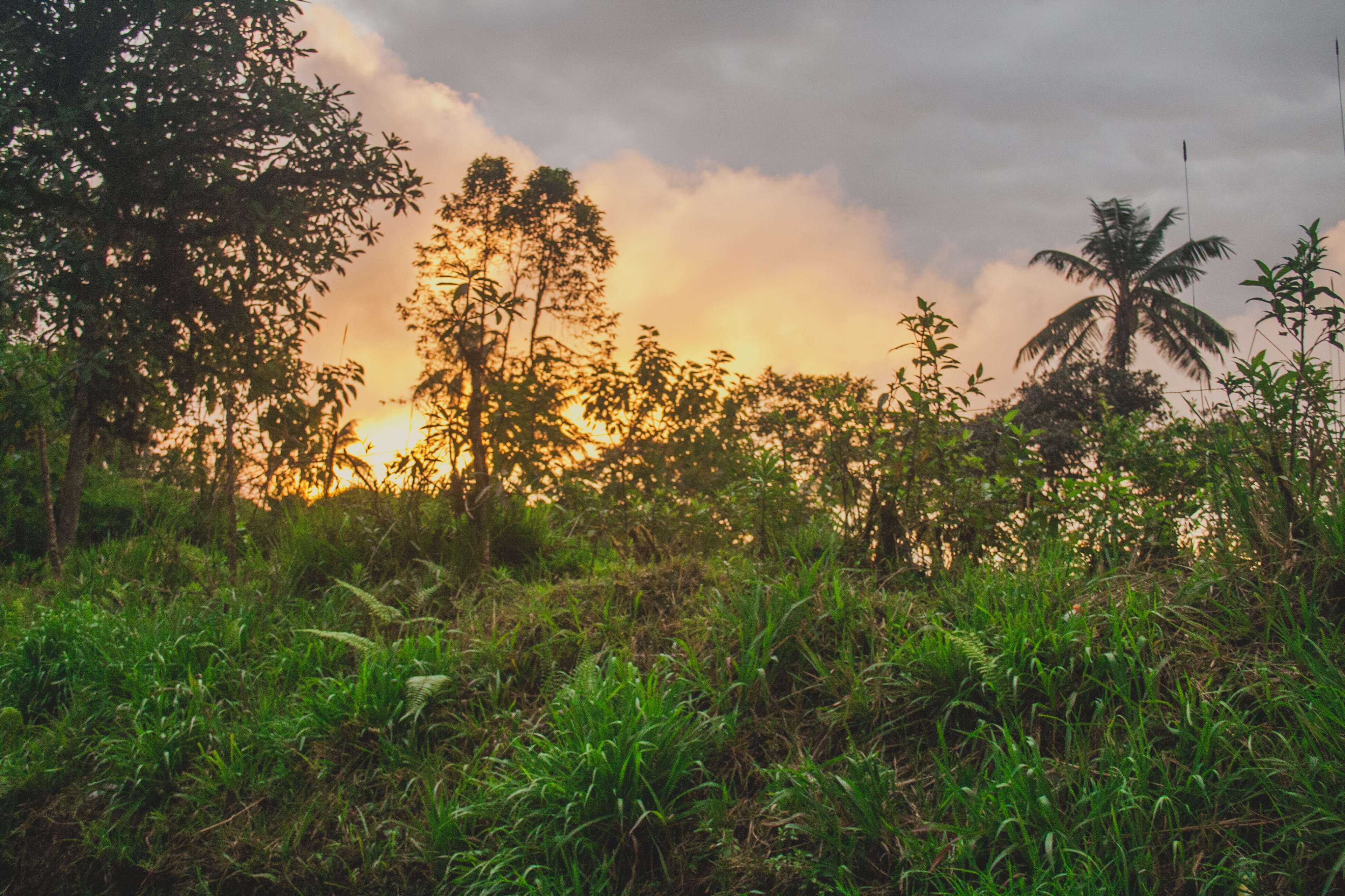 Jungle sunset with trees and clouds HD Wallpaper