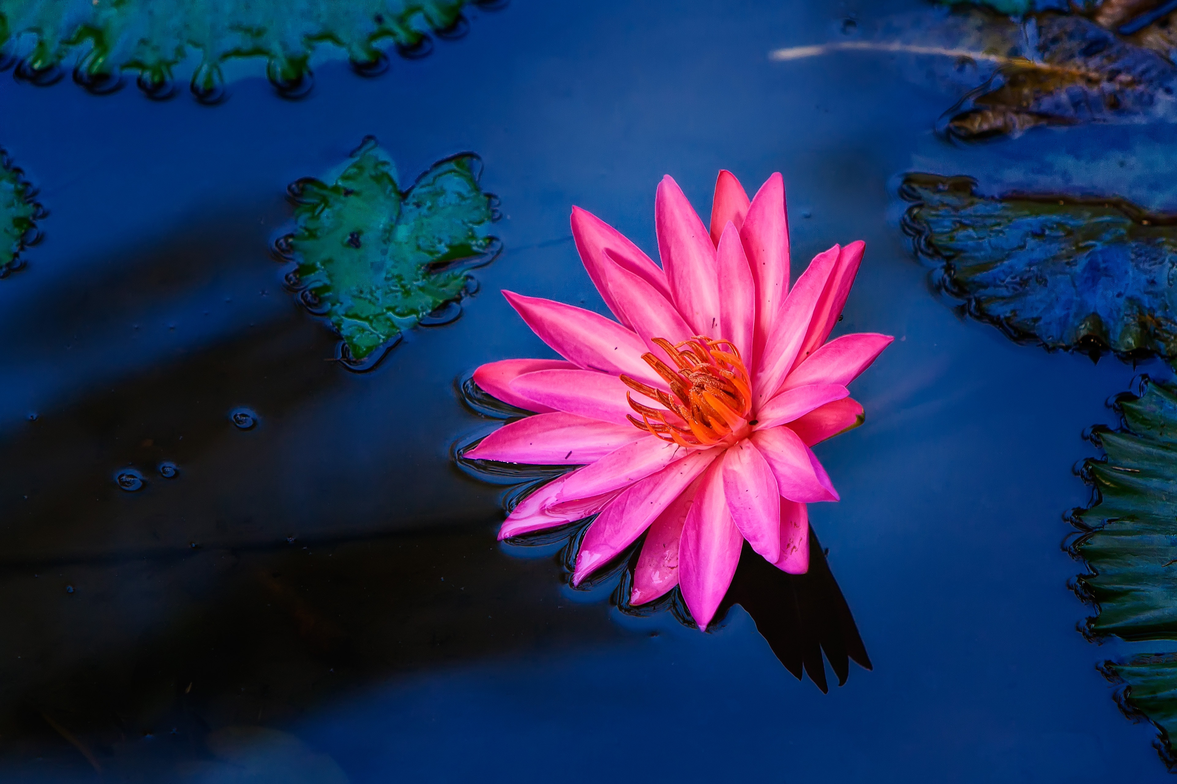 Pink water lily floating on dark blue water HD Wallpaper