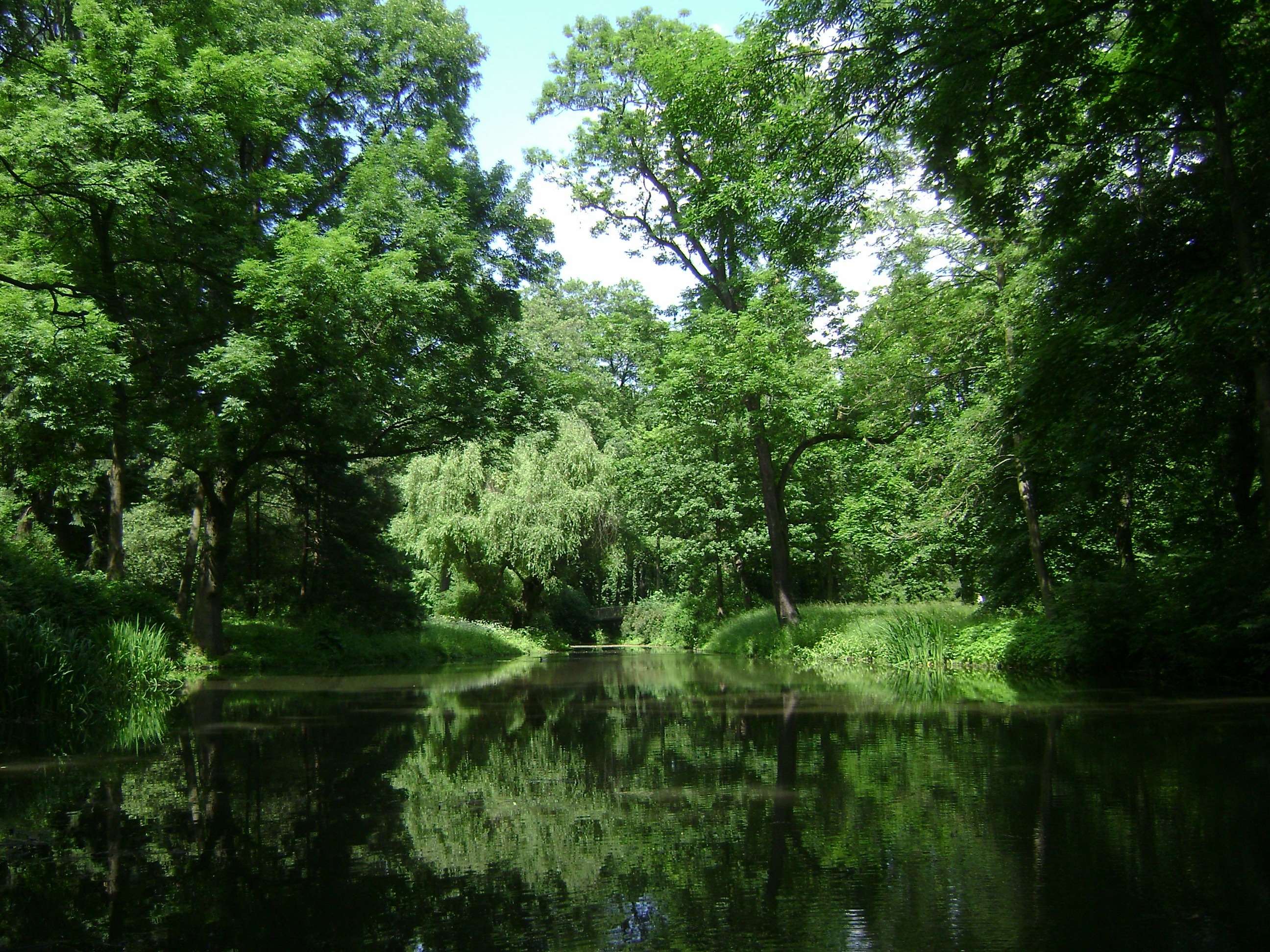 Forest lake with reflections of trees in Poland HD Wallpaper