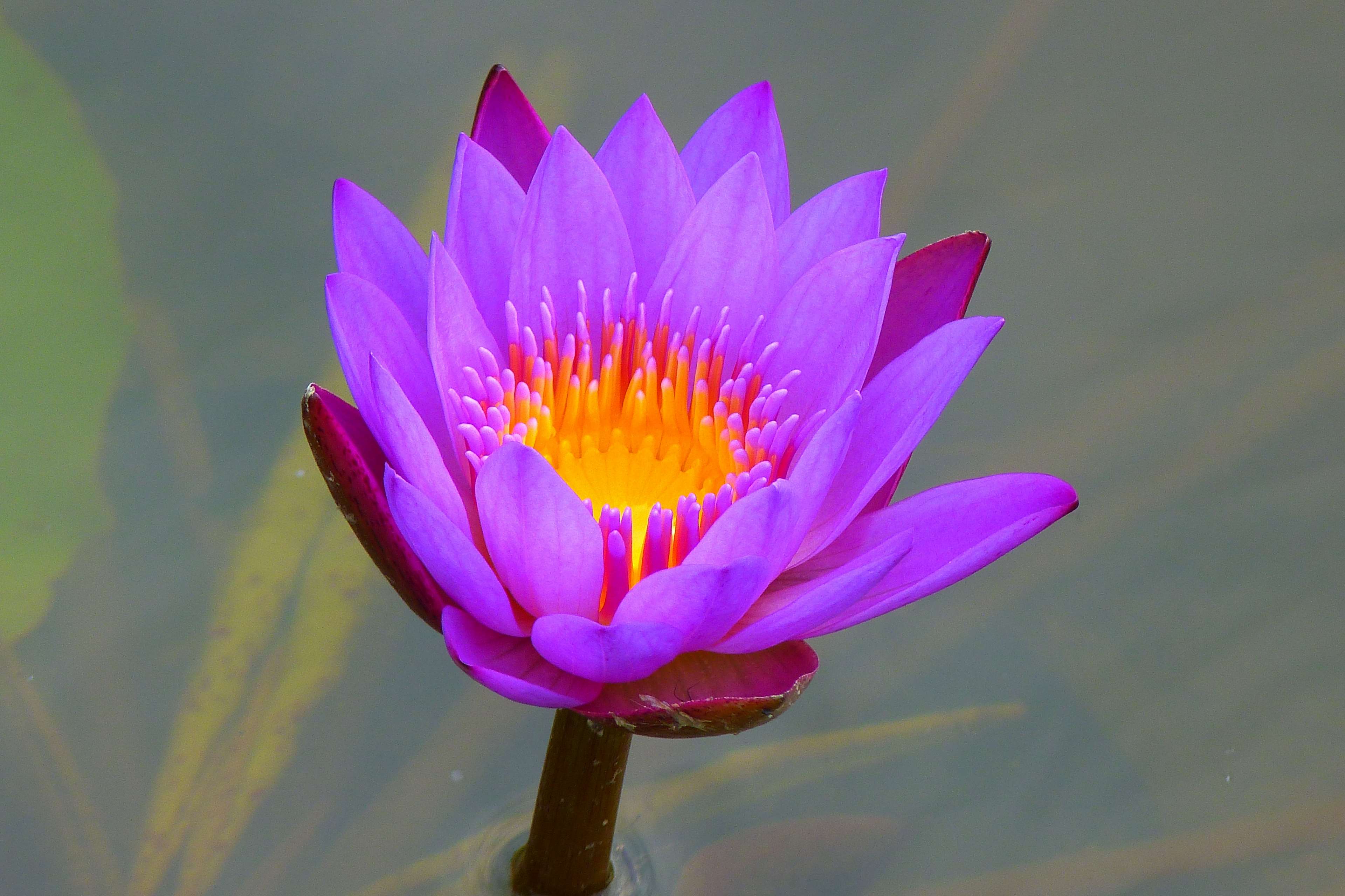 Purple water lily with yellow center in 4K HD Wallpaper