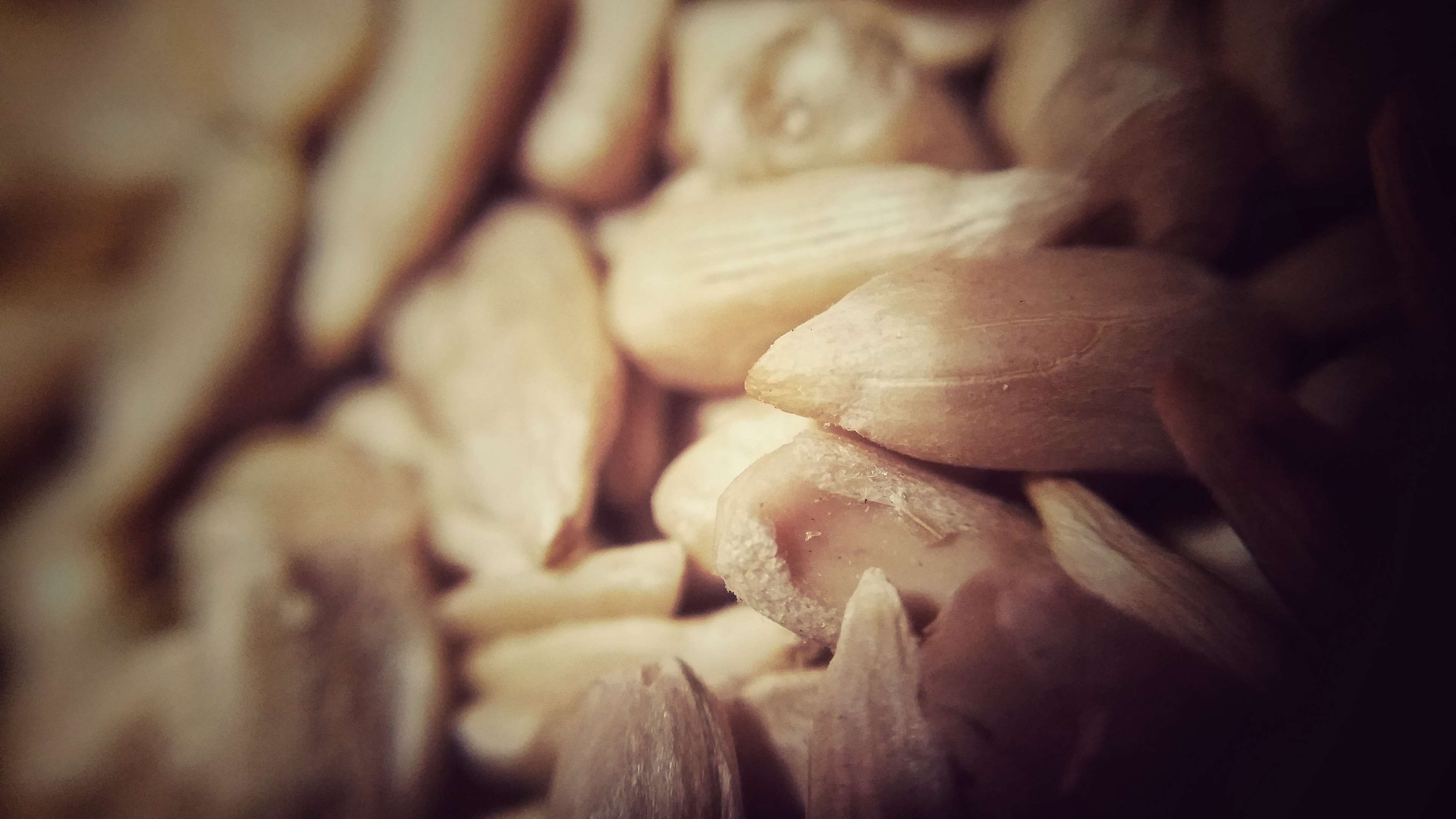Close up of sunflower seeds HD Wallpaper